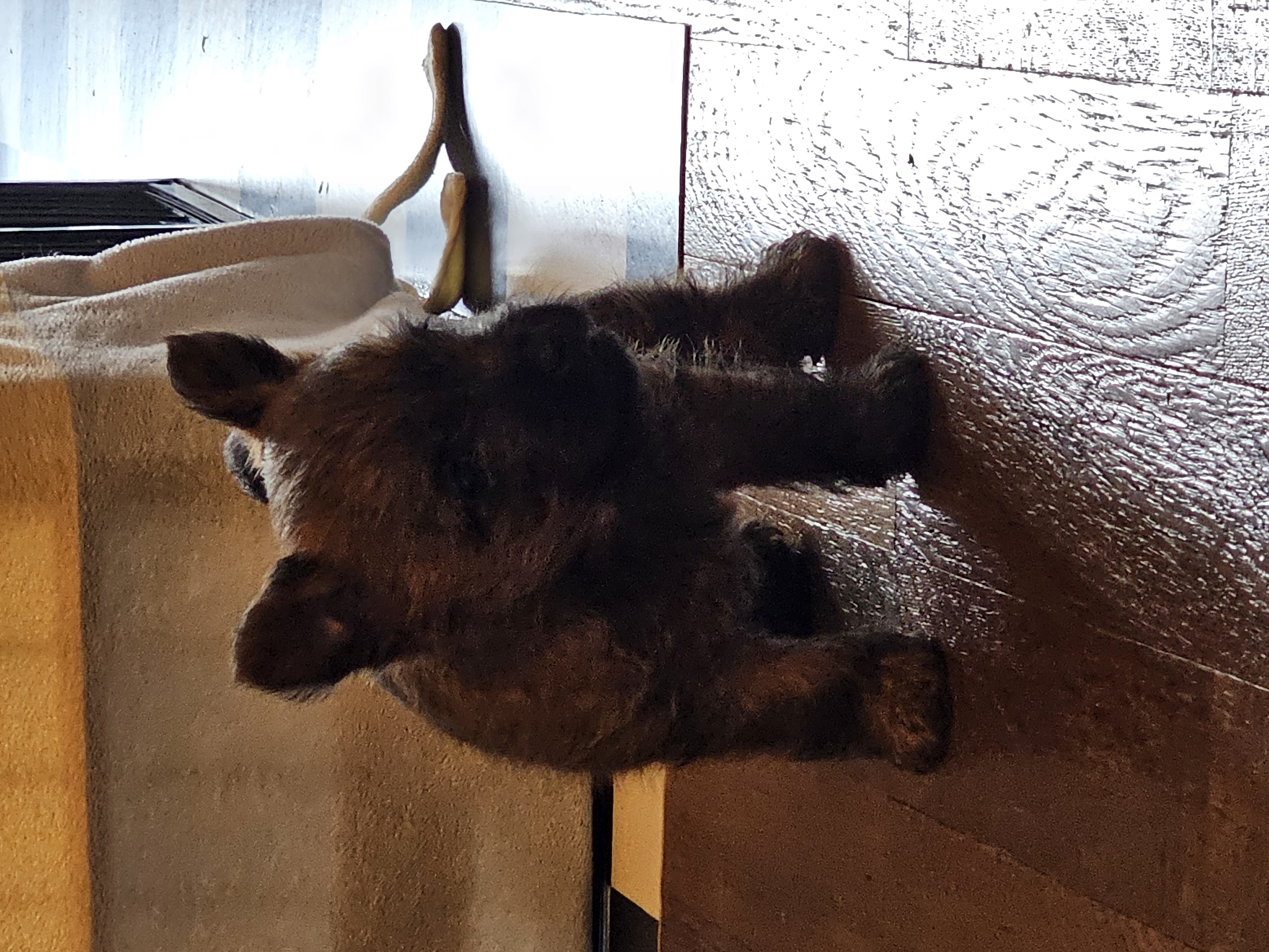 Vun Attilbrigga Cairn Terrier