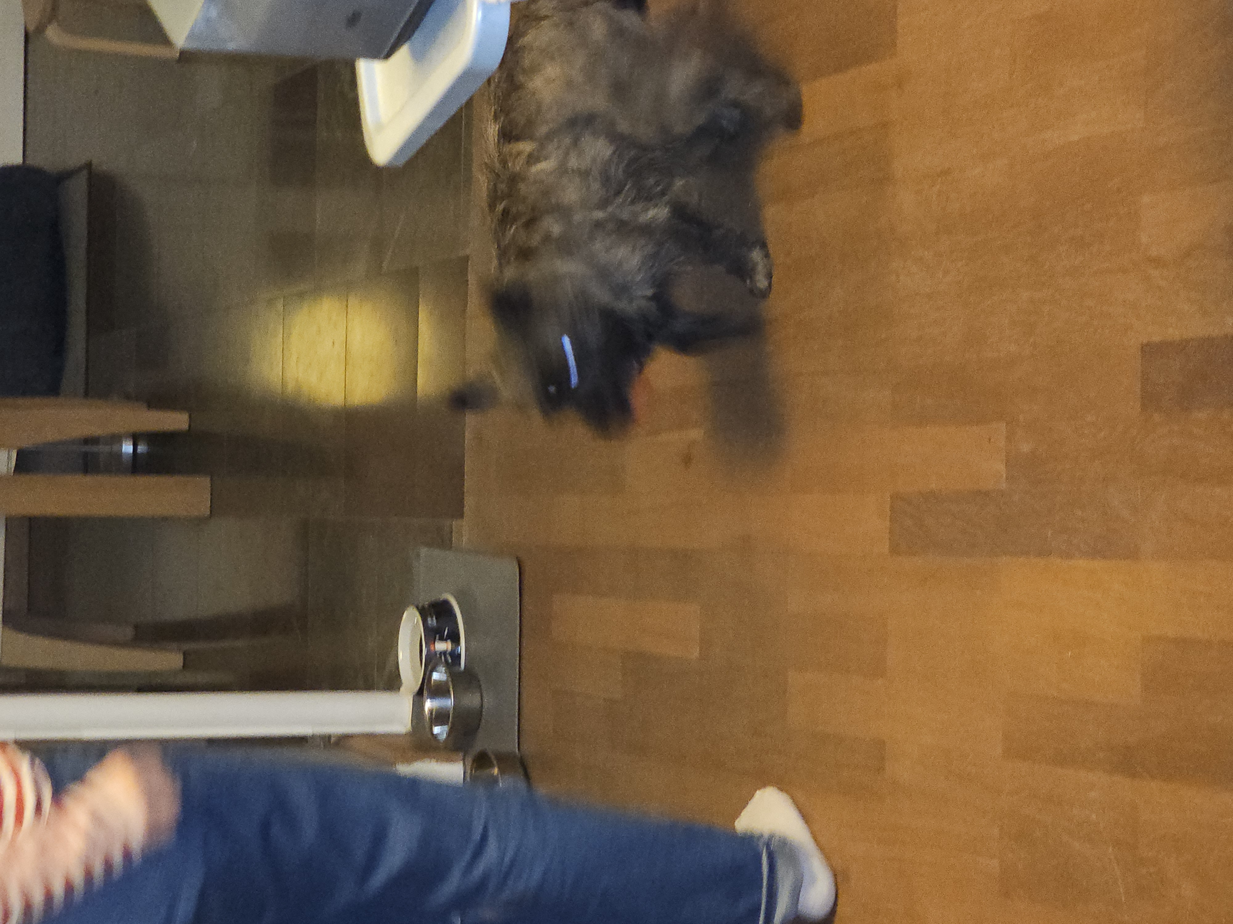 Vun Attilbrigga Cairn Terrier