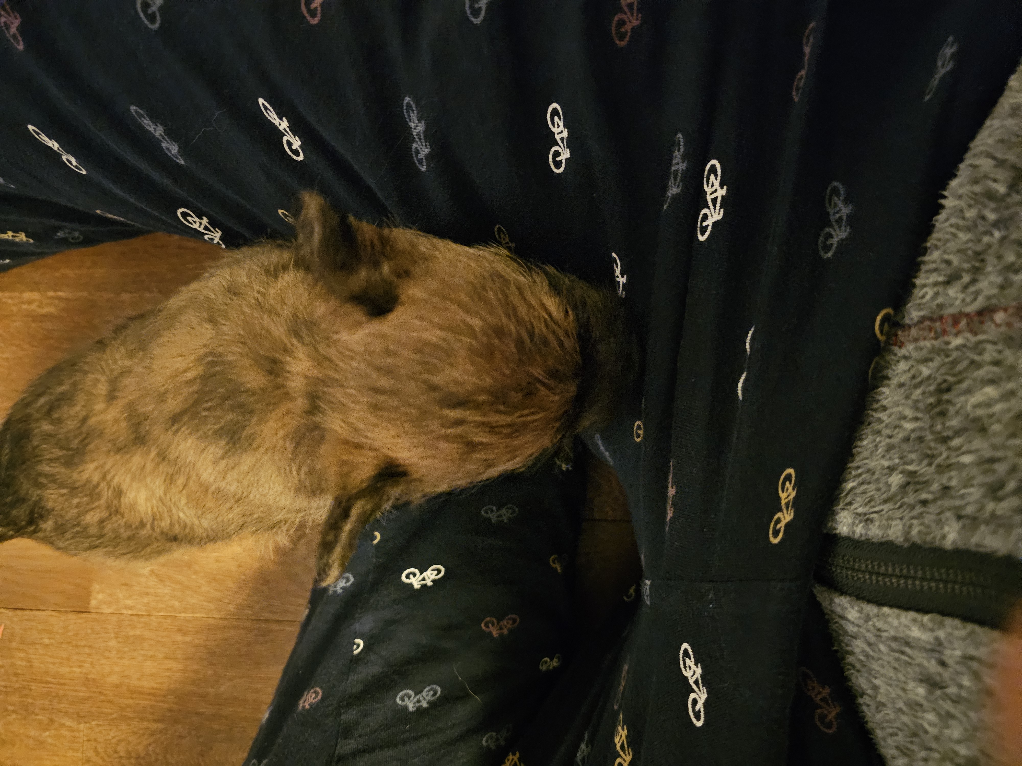Vun Attilbrigga Cairn Terrier
