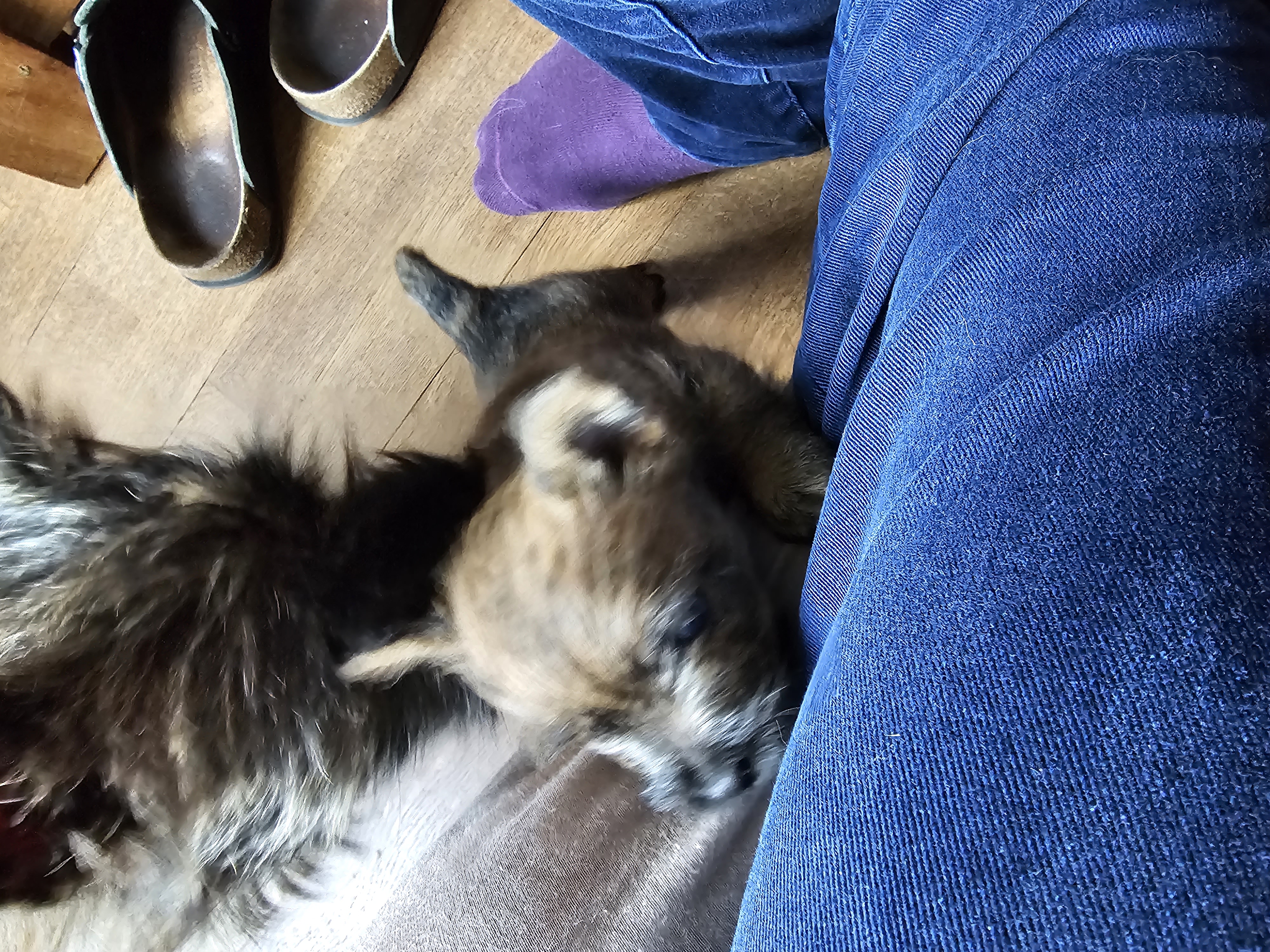 Vun Attilbrigga Cairn Terrier