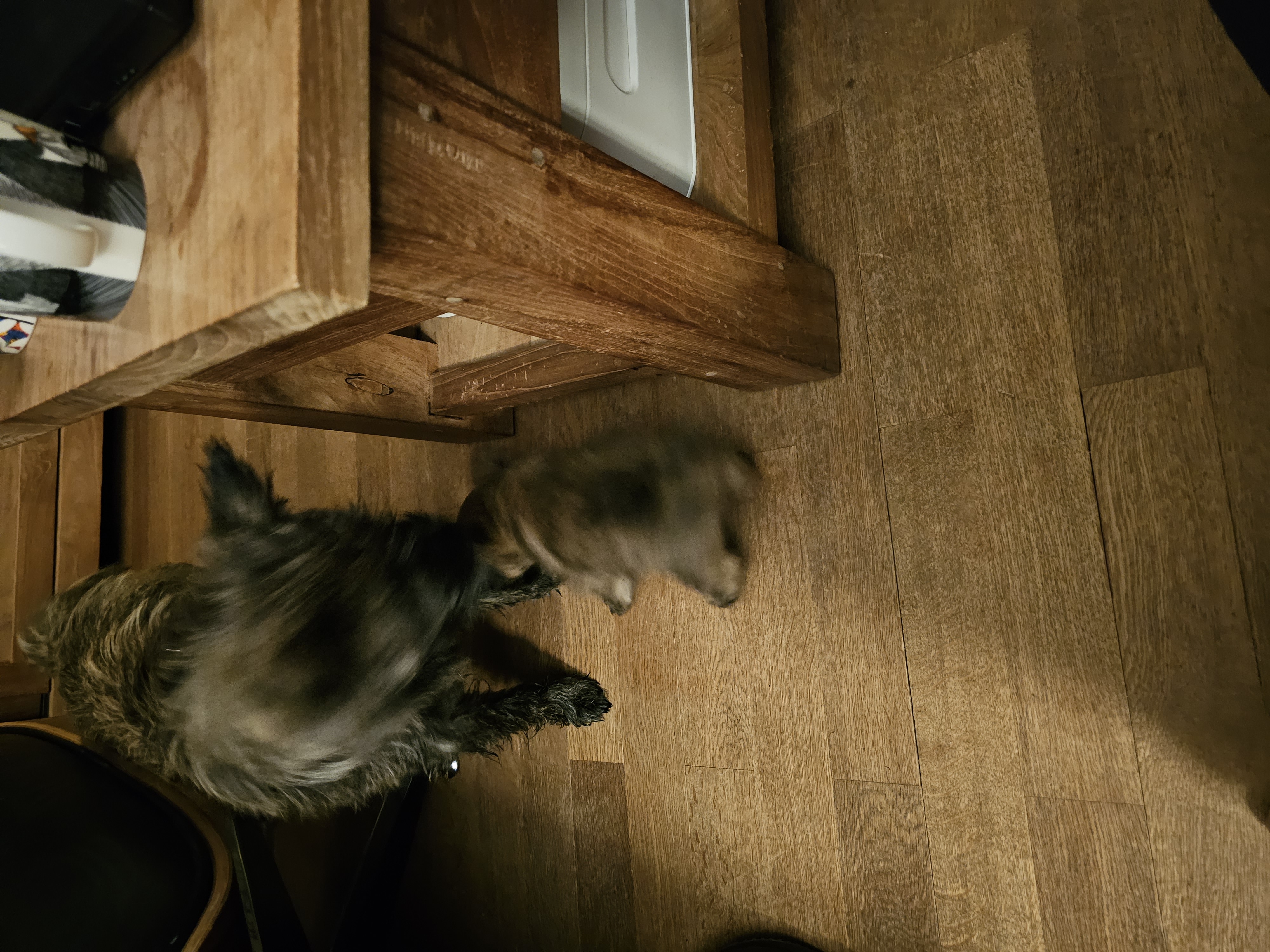 Vun Attilbrigga Cairn Terrier