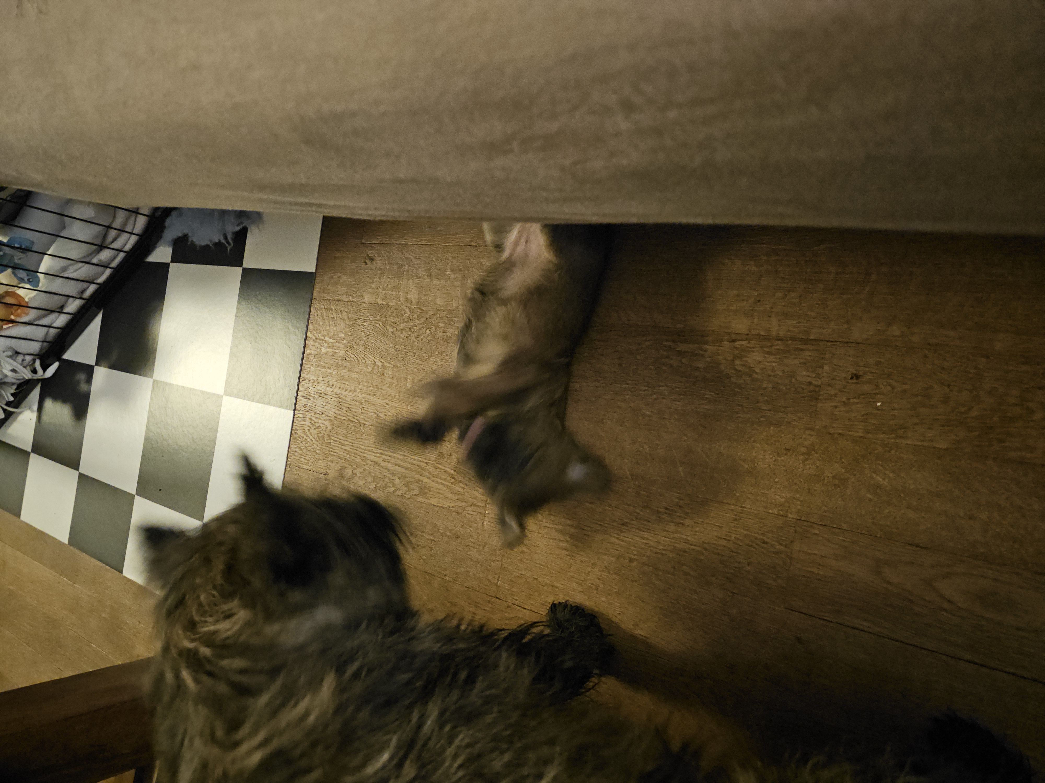 Vun Attilbrigga Cairn Terrier