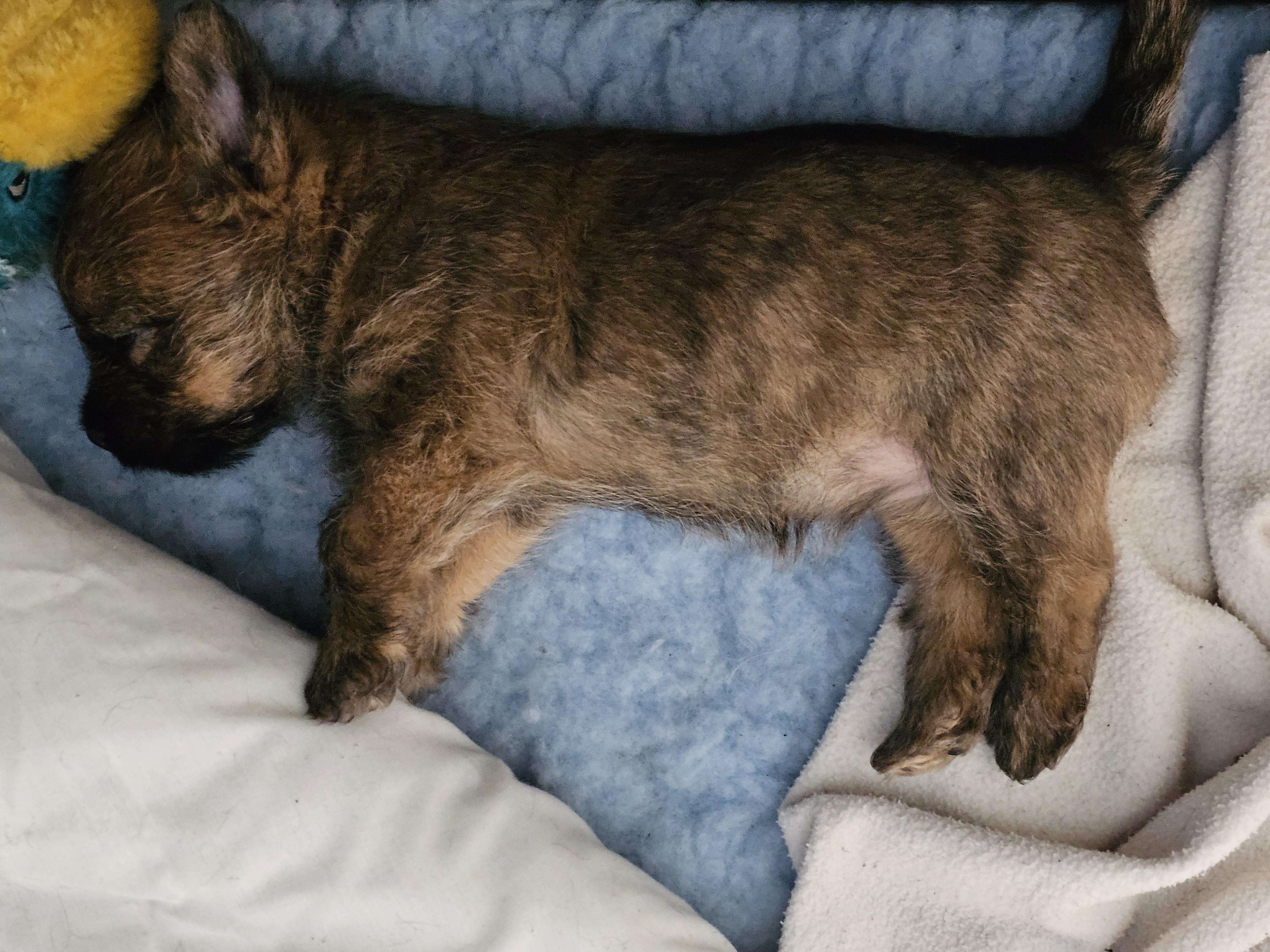 Vun Attilbrigga Cairn Terrier