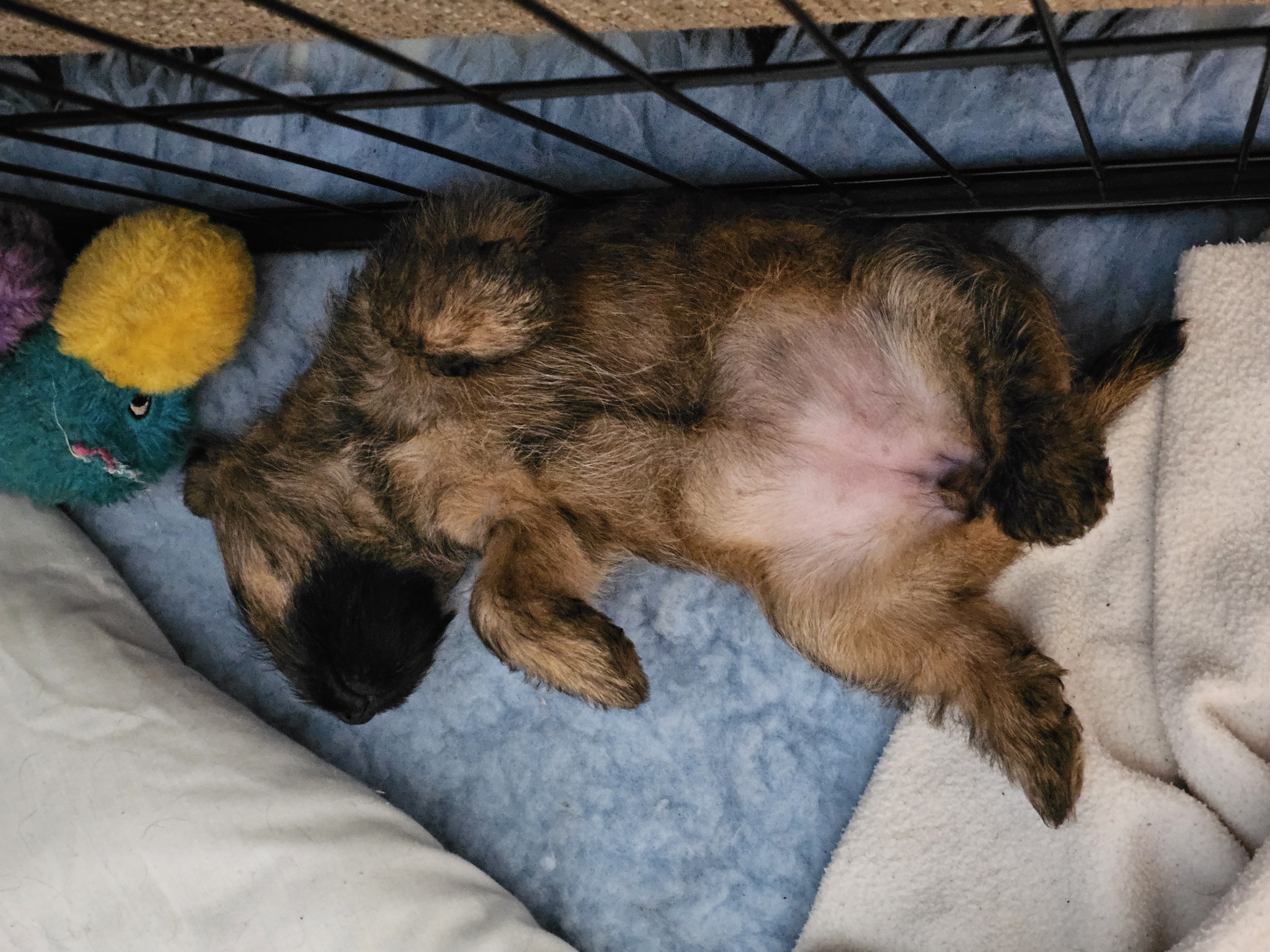 Vun Attilbrigga Cairn Terrier