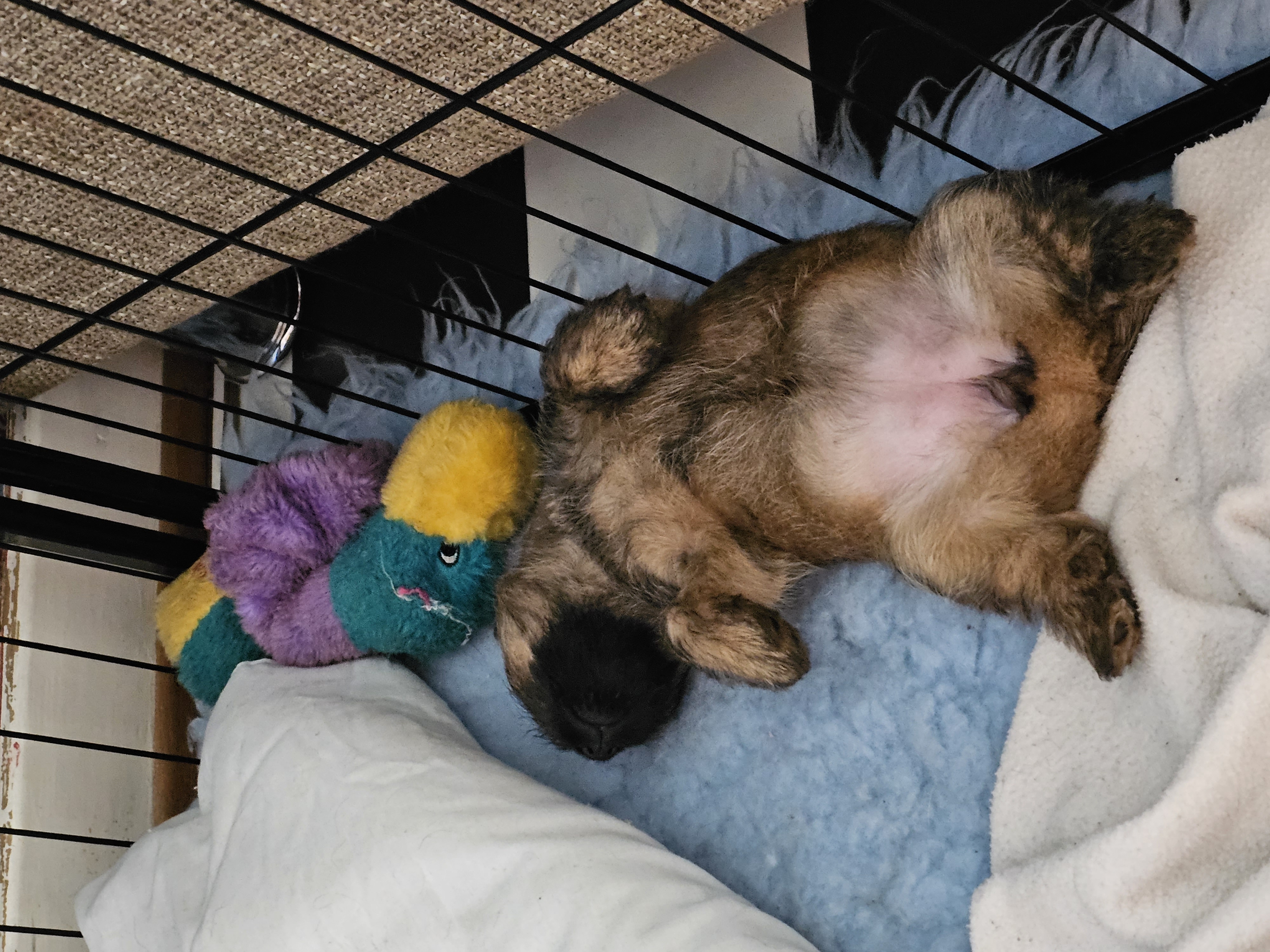 Vun Attilbrigga Cairn Terrier