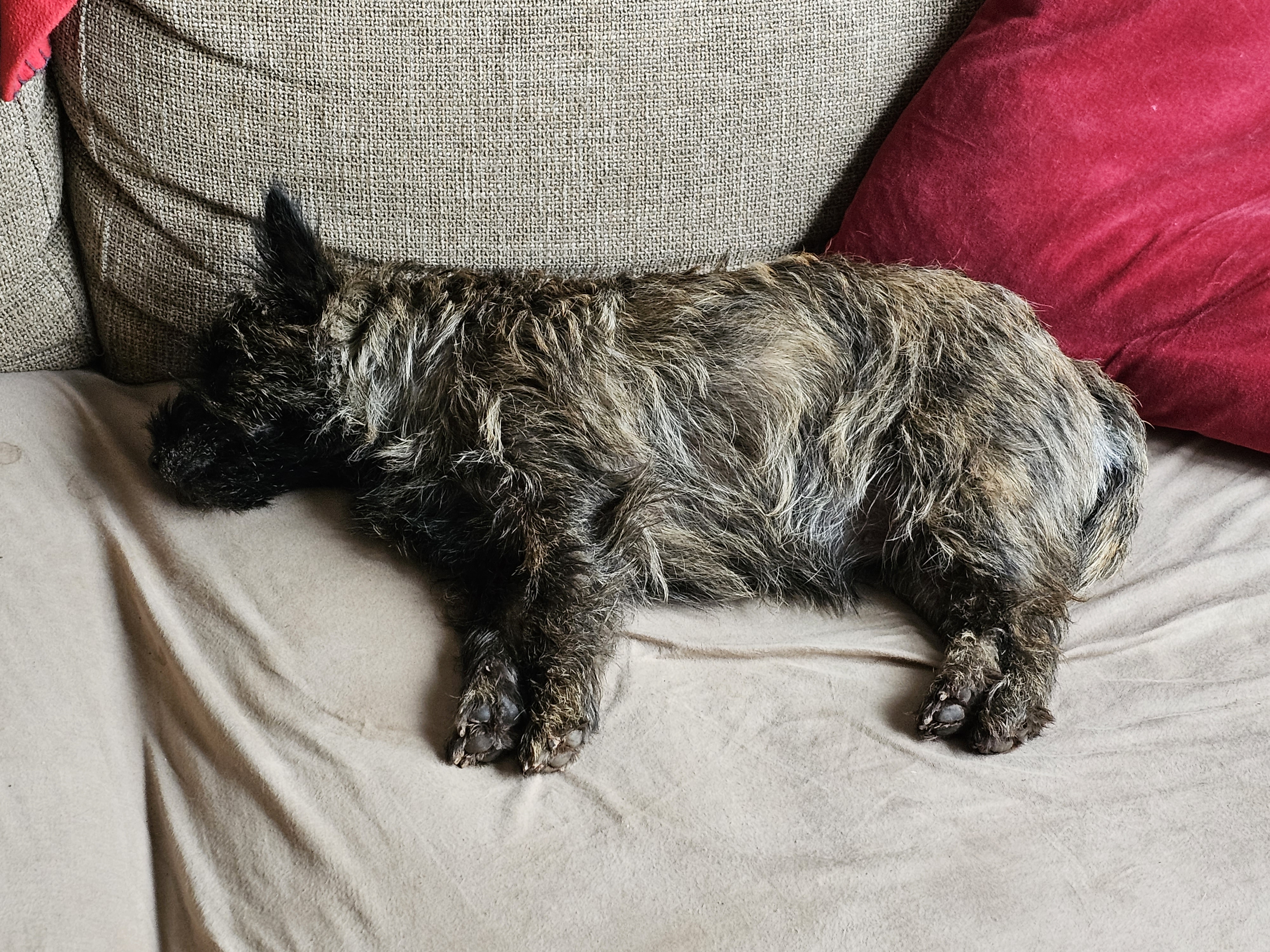 Vun Attilbrigga Cairn Terrier