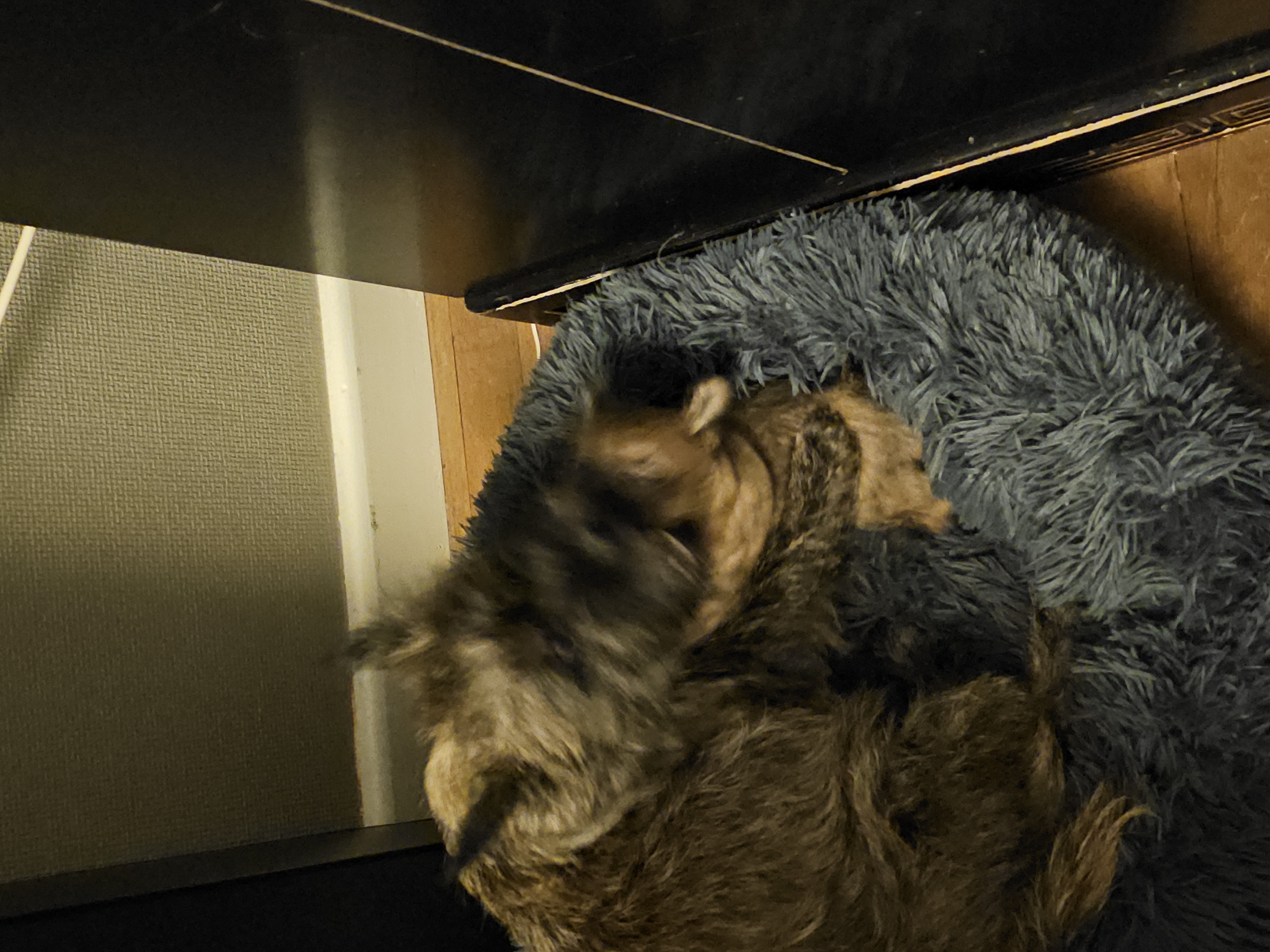 Vun Attilbrigga Cairn Terrier