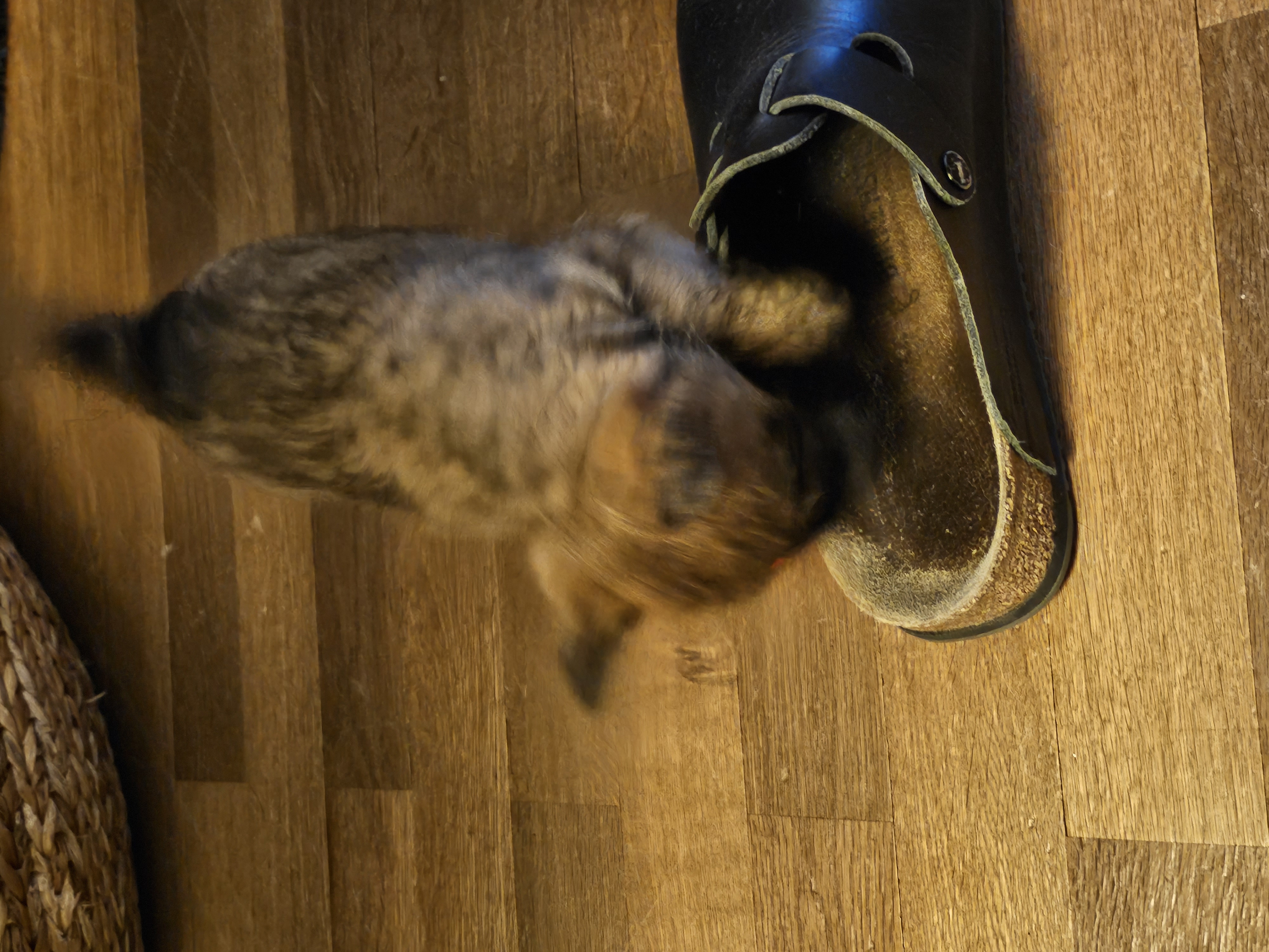 Vun Attilbrigga Cairn Terrier