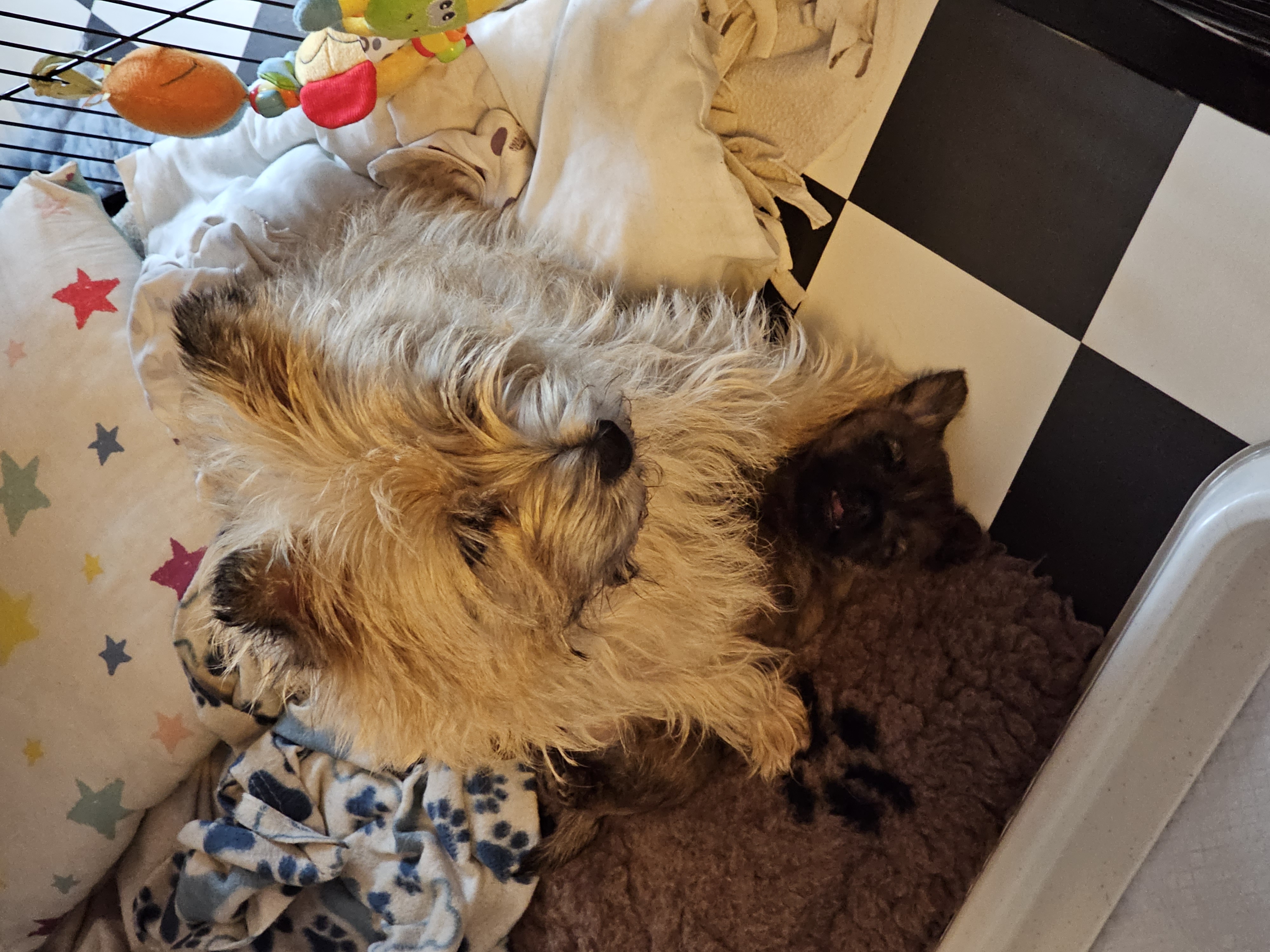 Vun Attilbrigga Cairn Terrier
