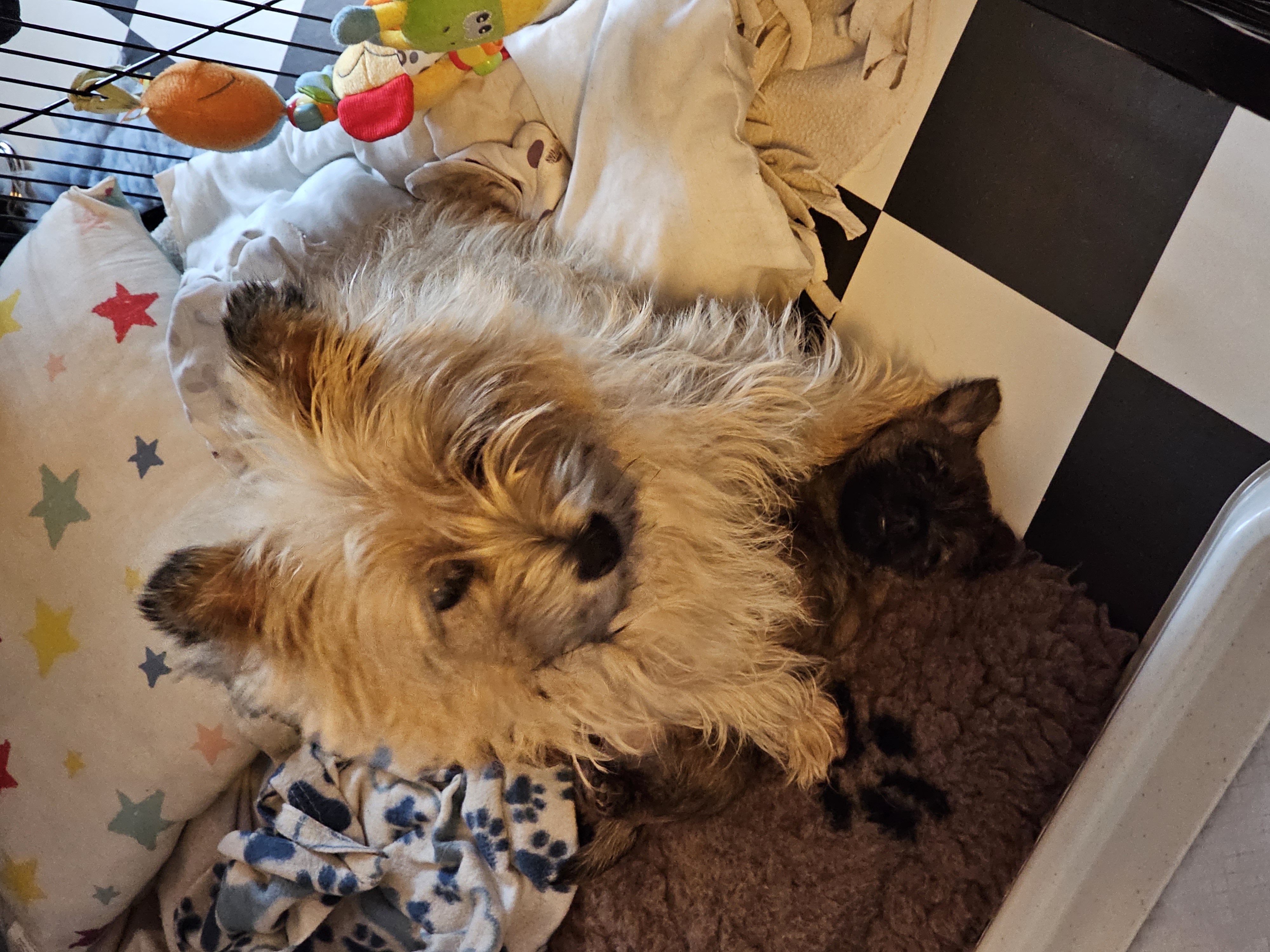 Vun Attilbrigga Cairn Terrier