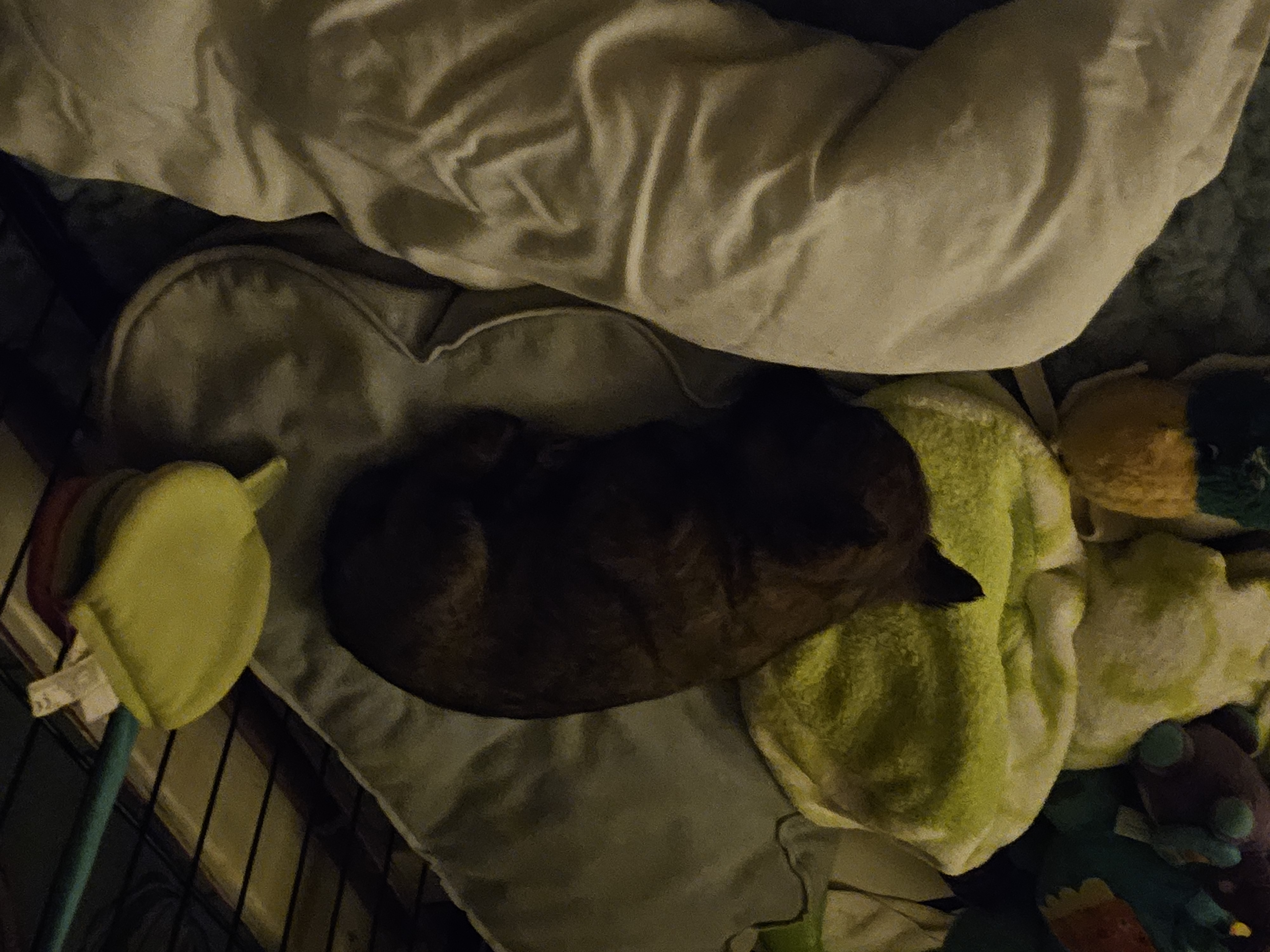 Vun Attilbrigga Cairn Terrier