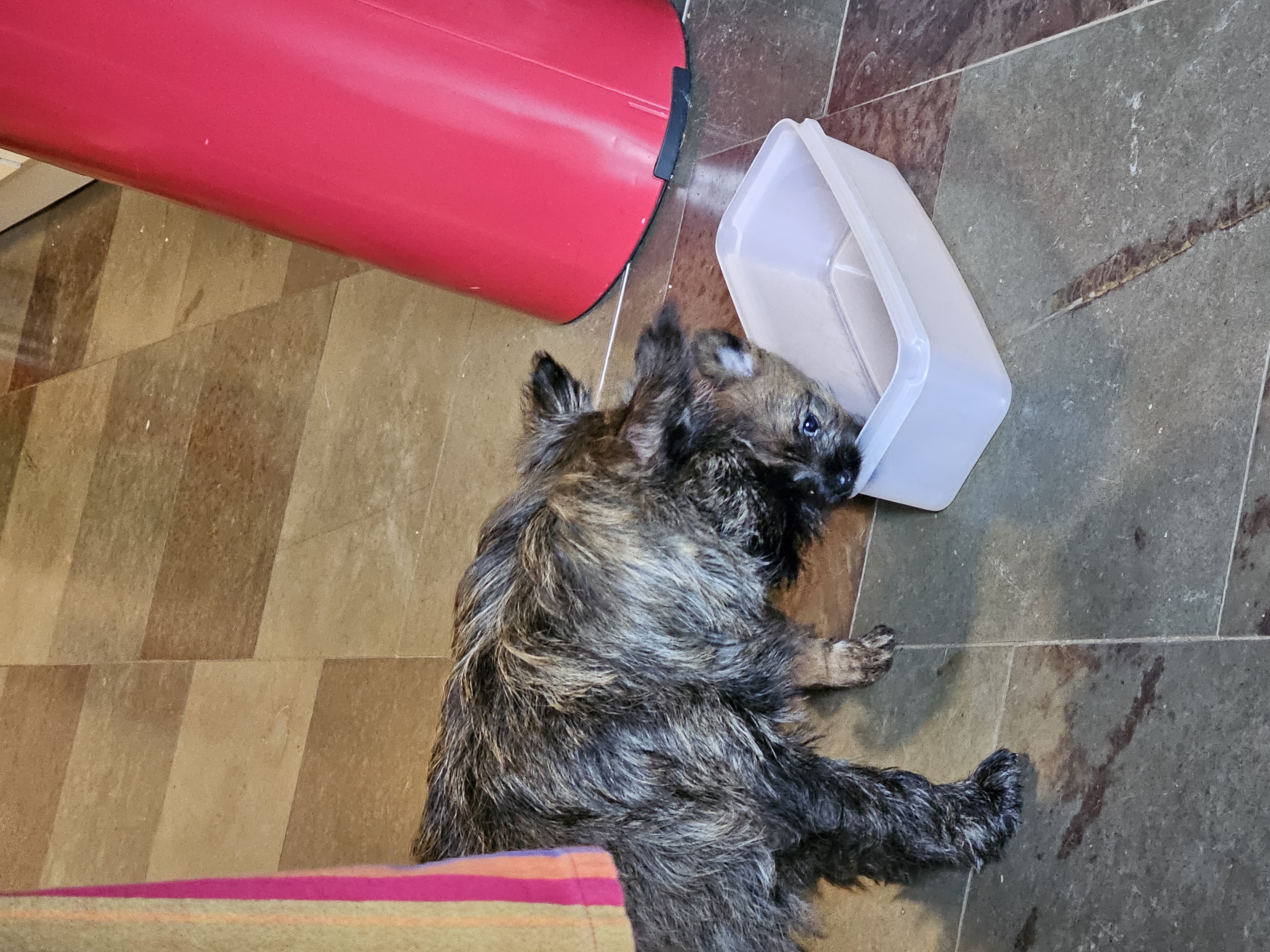 Vun Attilbrigga Cairn Terrier