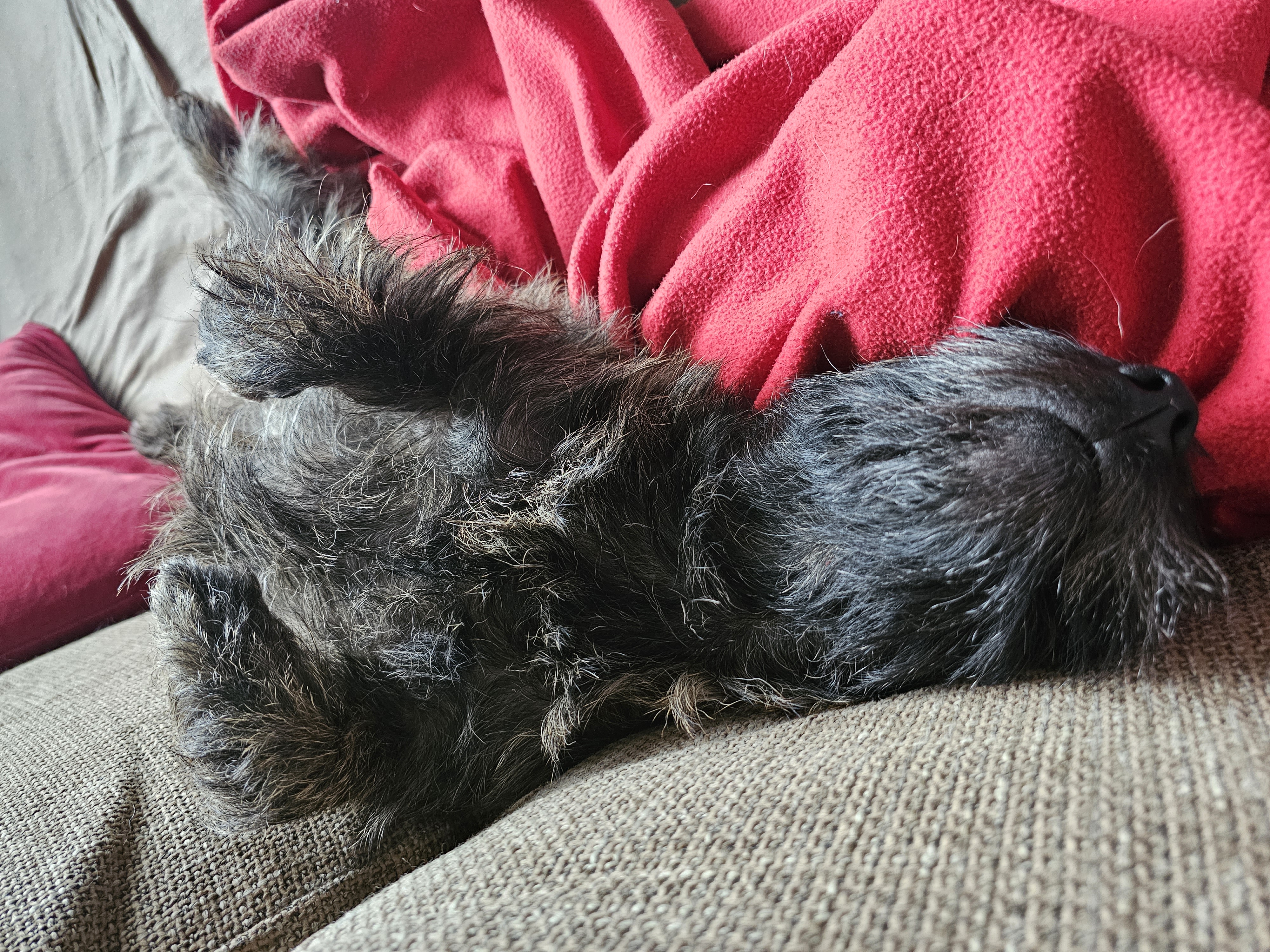 Vun Attilbrigga Cairn Terrier