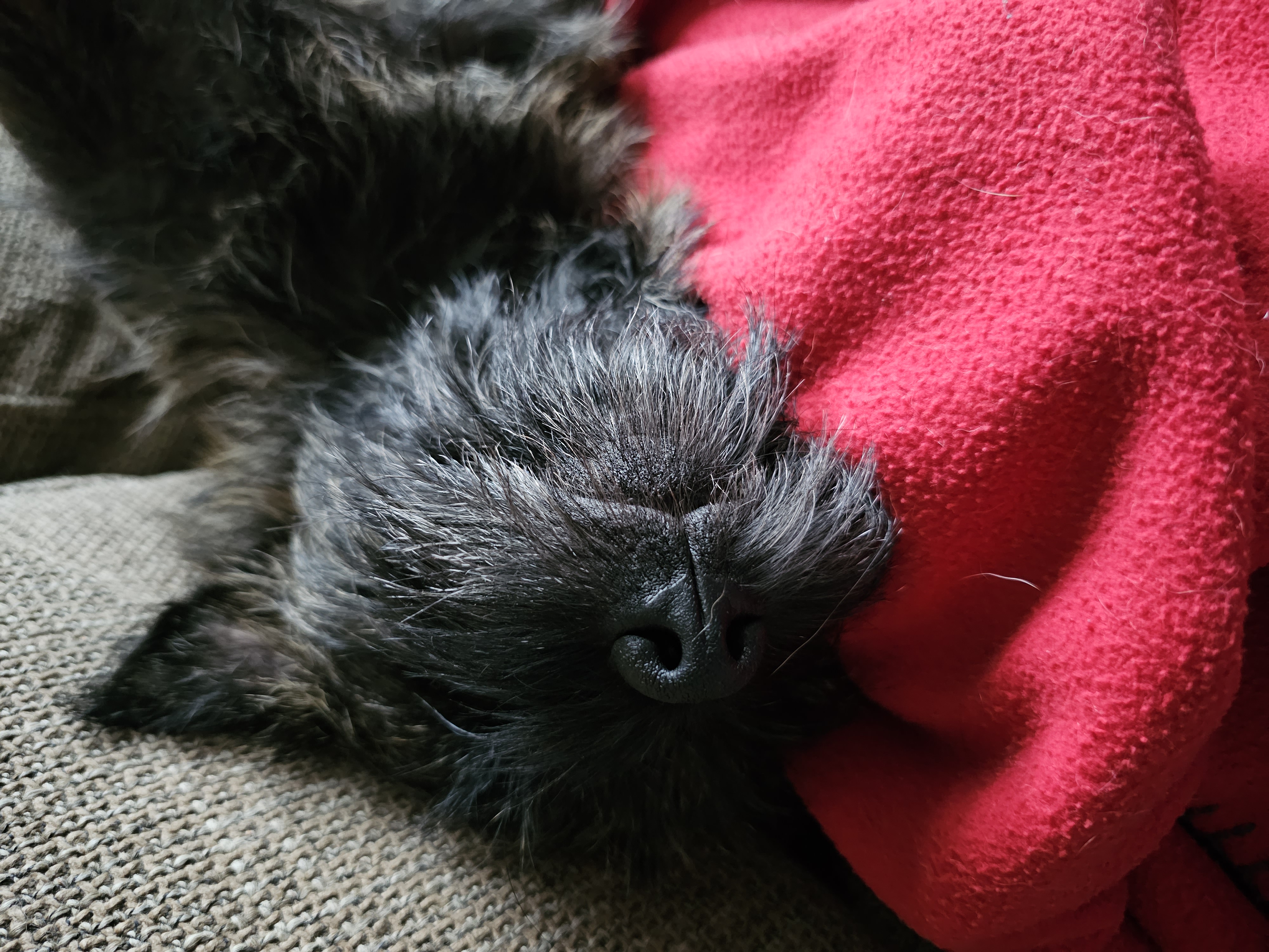 Vun Attilbrigga Cairn Terrier