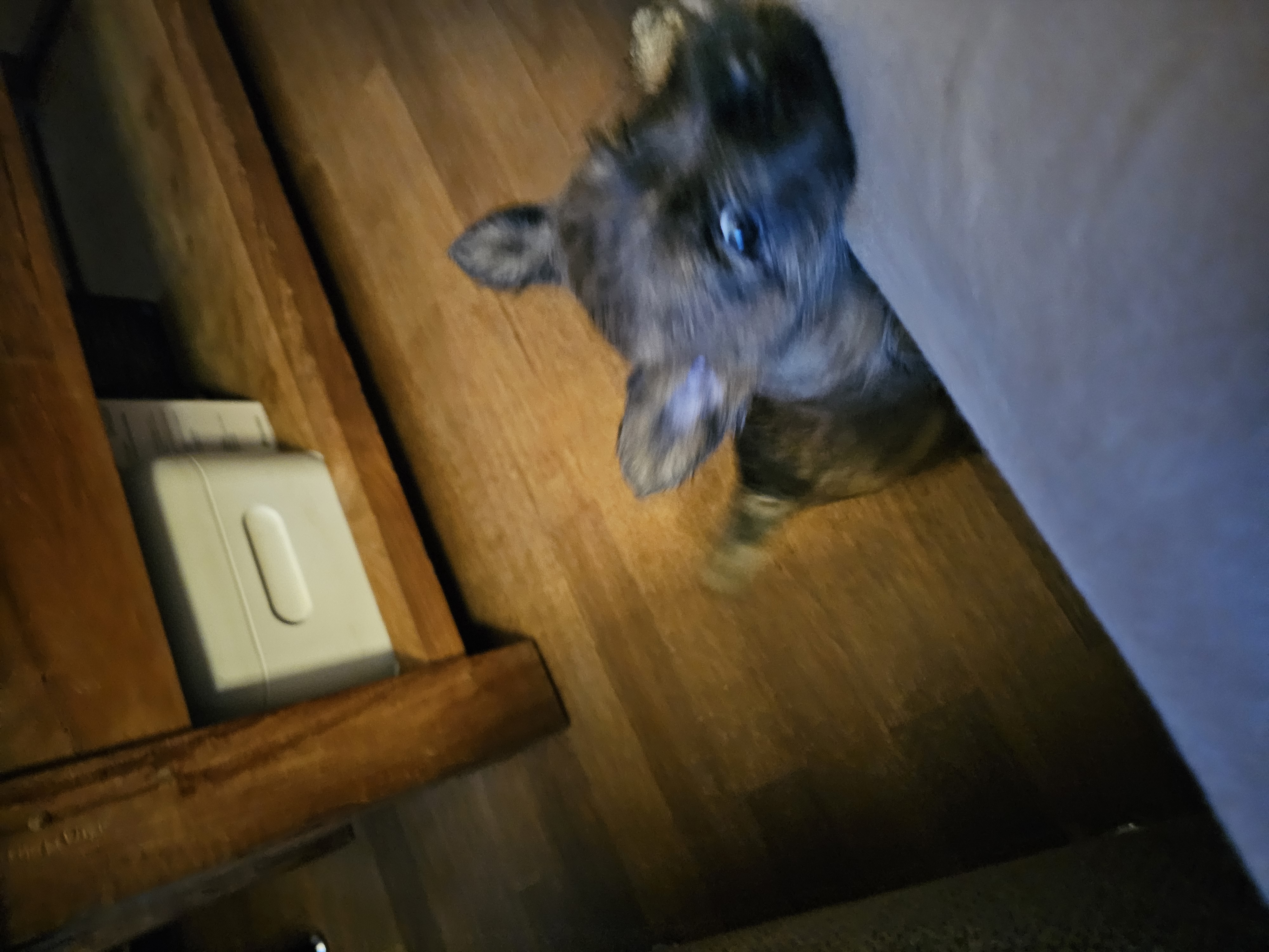 Vun Attilbrigga Cairn Terrier