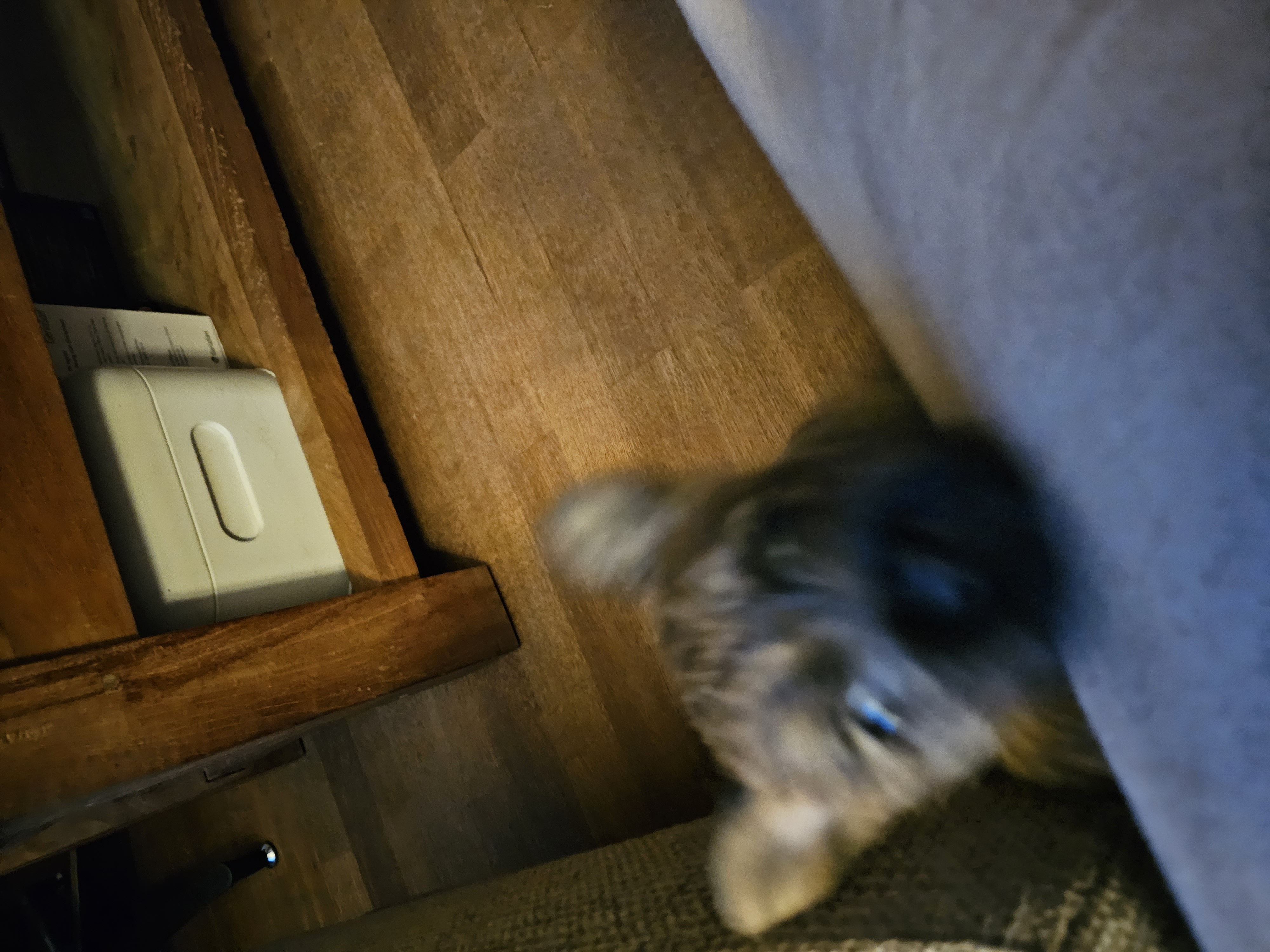 Vun Attilbrigga Cairn Terrier