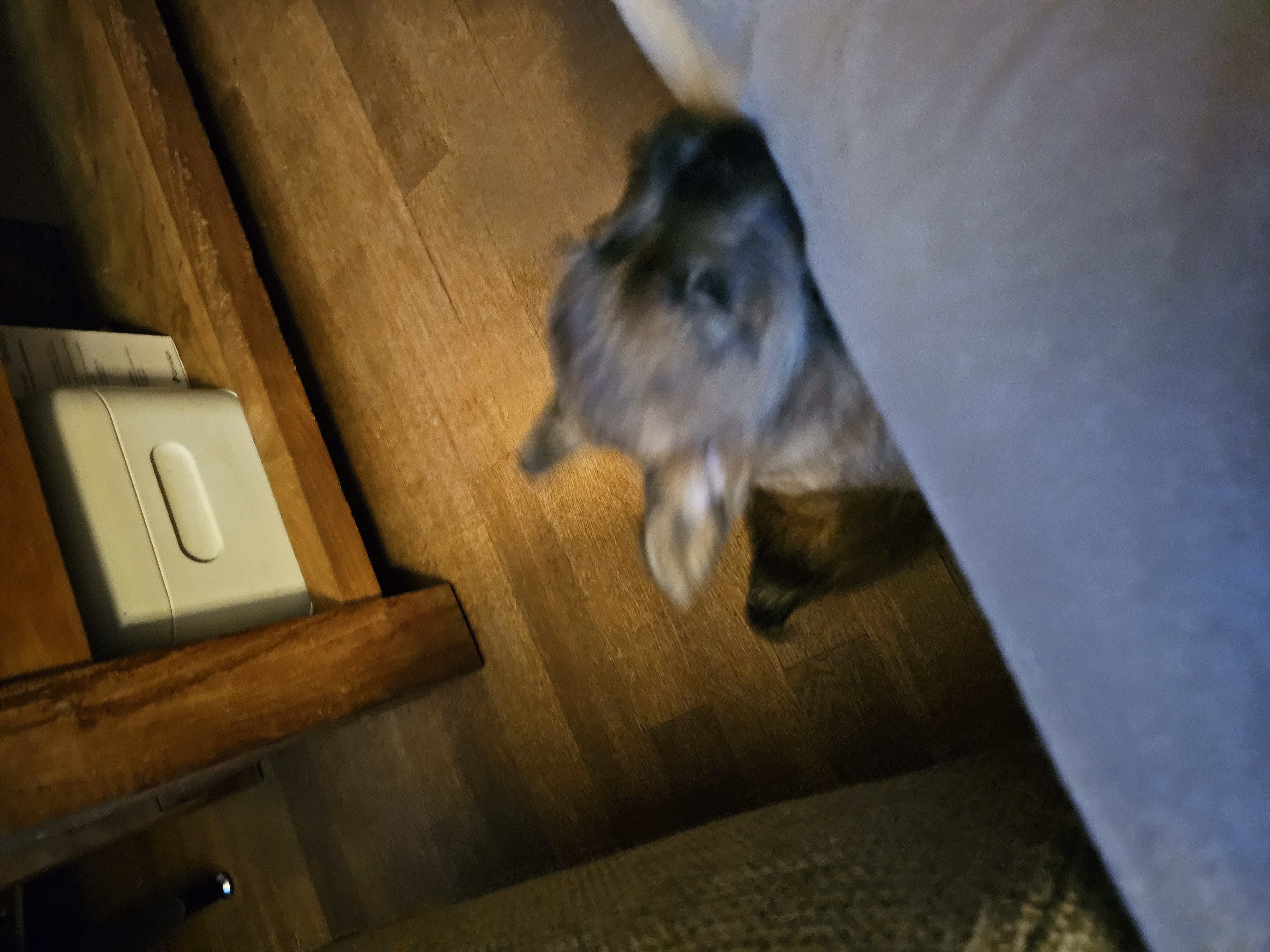 Vun Attilbrigga Cairn Terrier