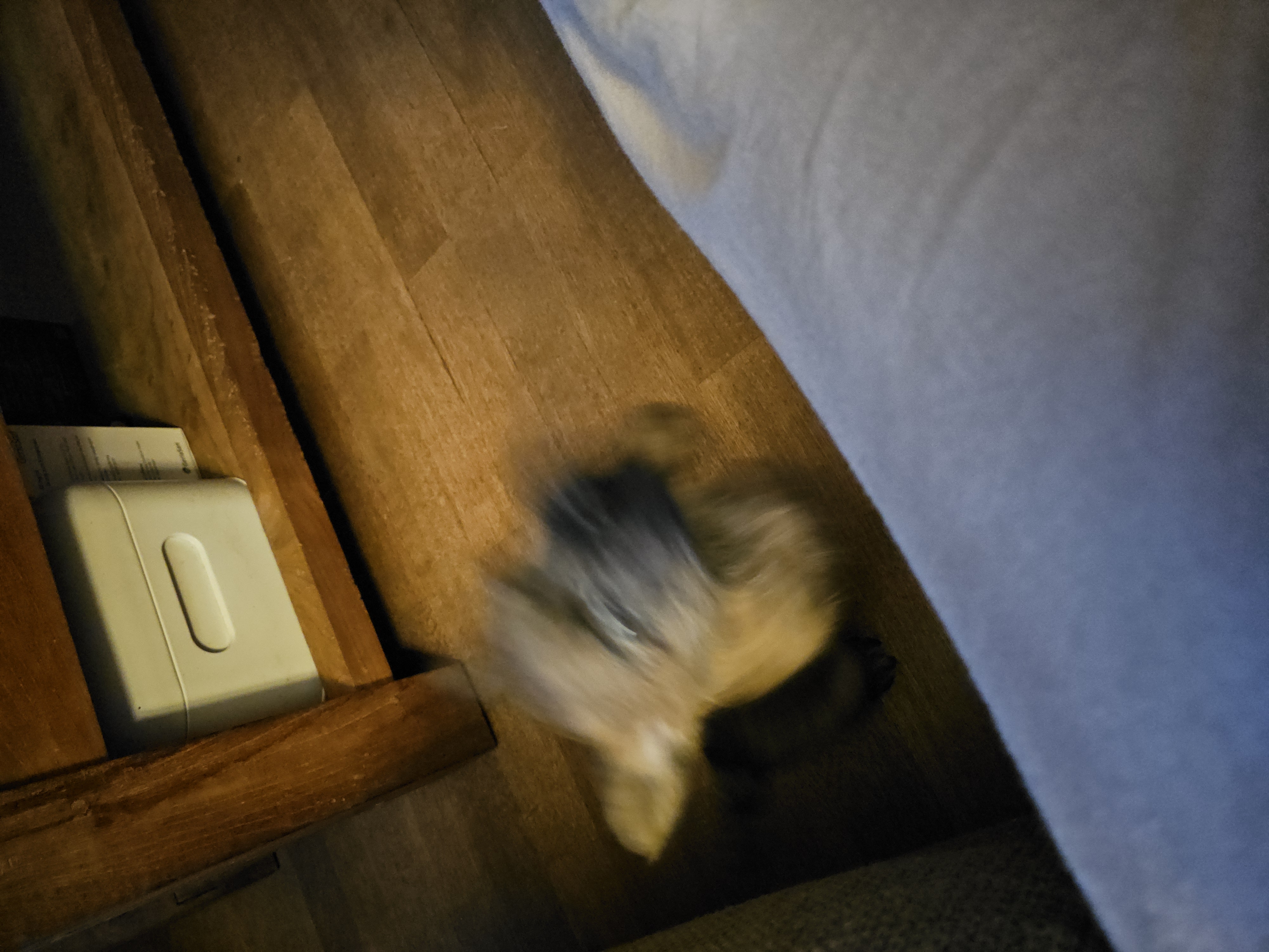 Vun Attilbrigga Cairn Terrier