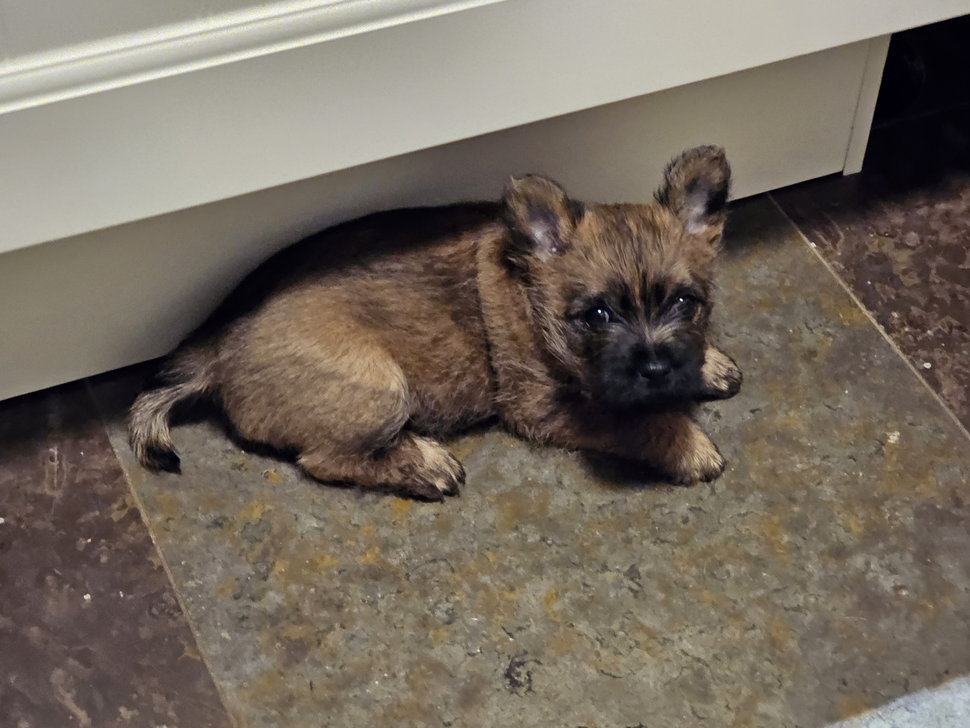 Vun Attilbrigga Cairn Terrier