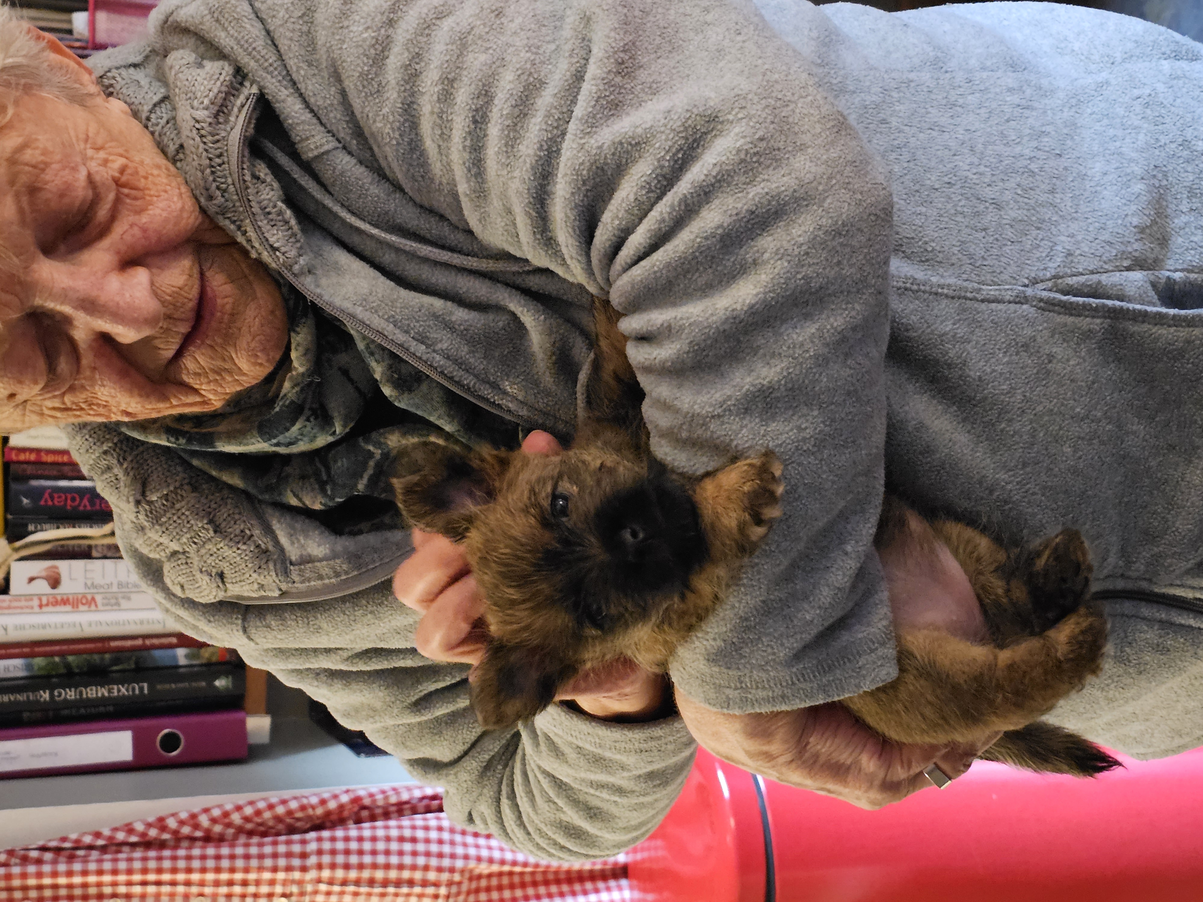 Vun Attilbrigga Cairn Terrier