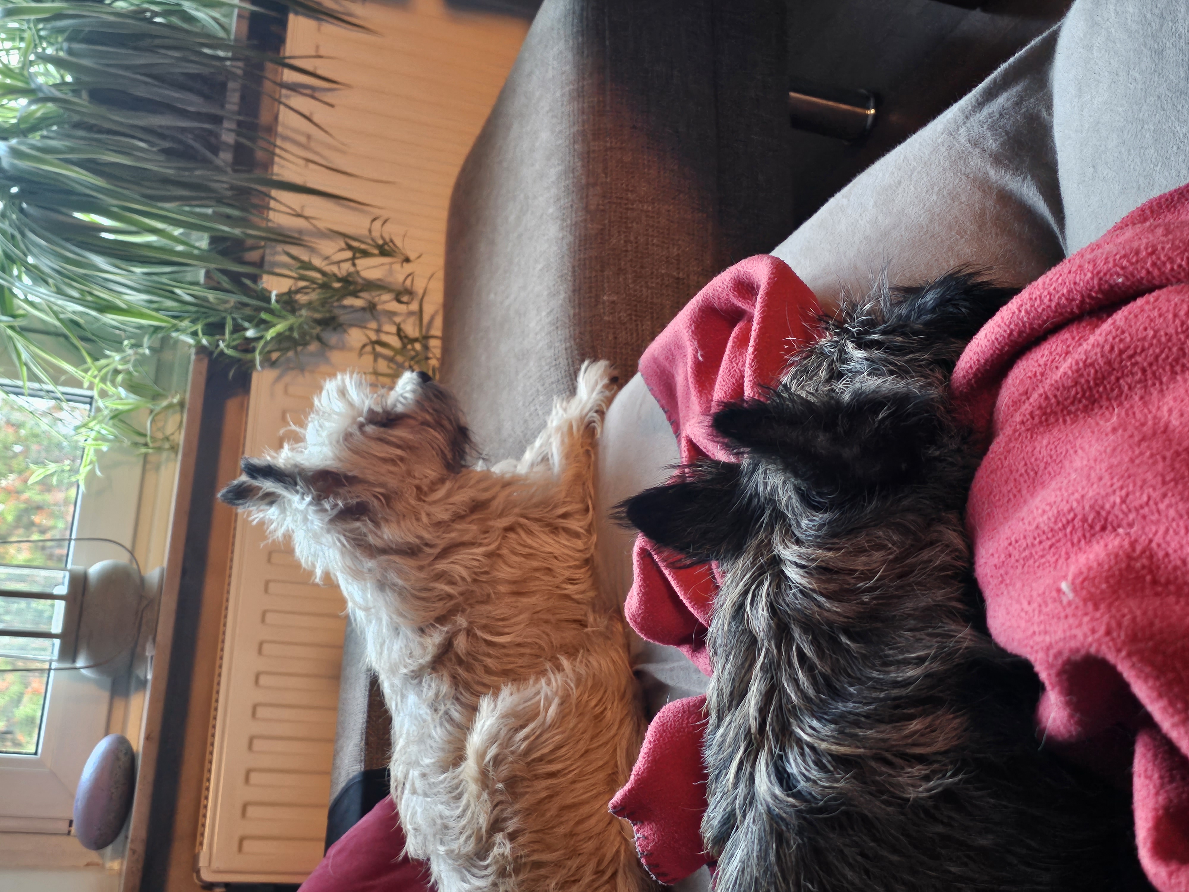 Vun Attilbrigga Cairn Terrier
