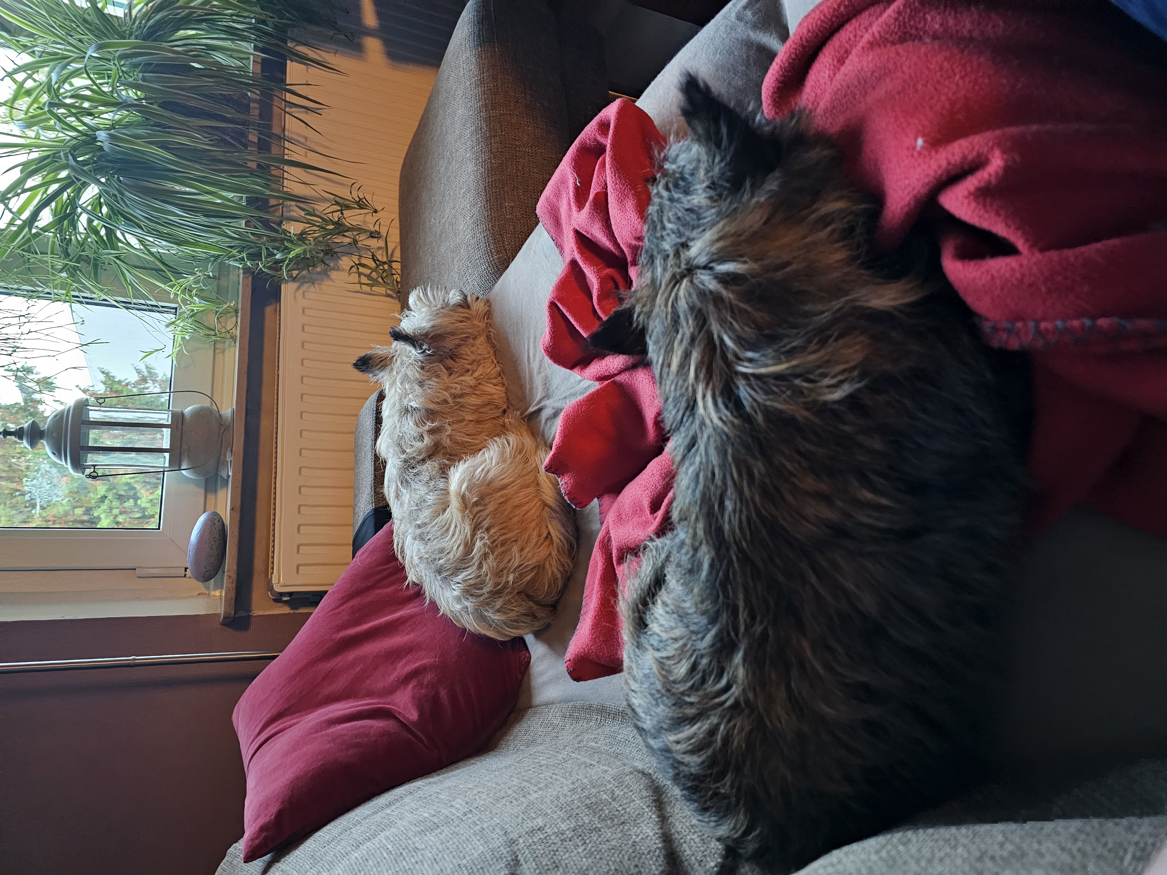 Vun Attilbrigga Cairn Terrier