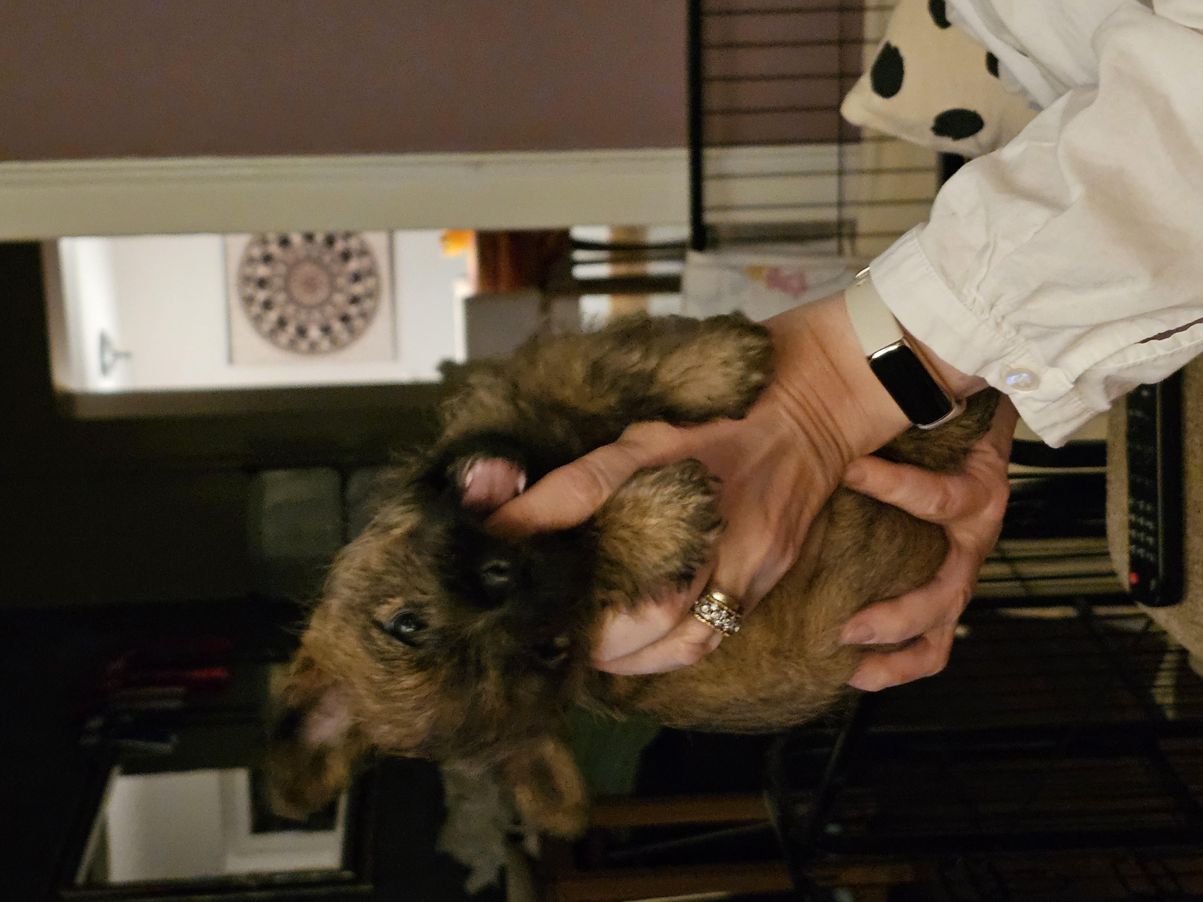 Vun Attilbrigga Cairn Terrier