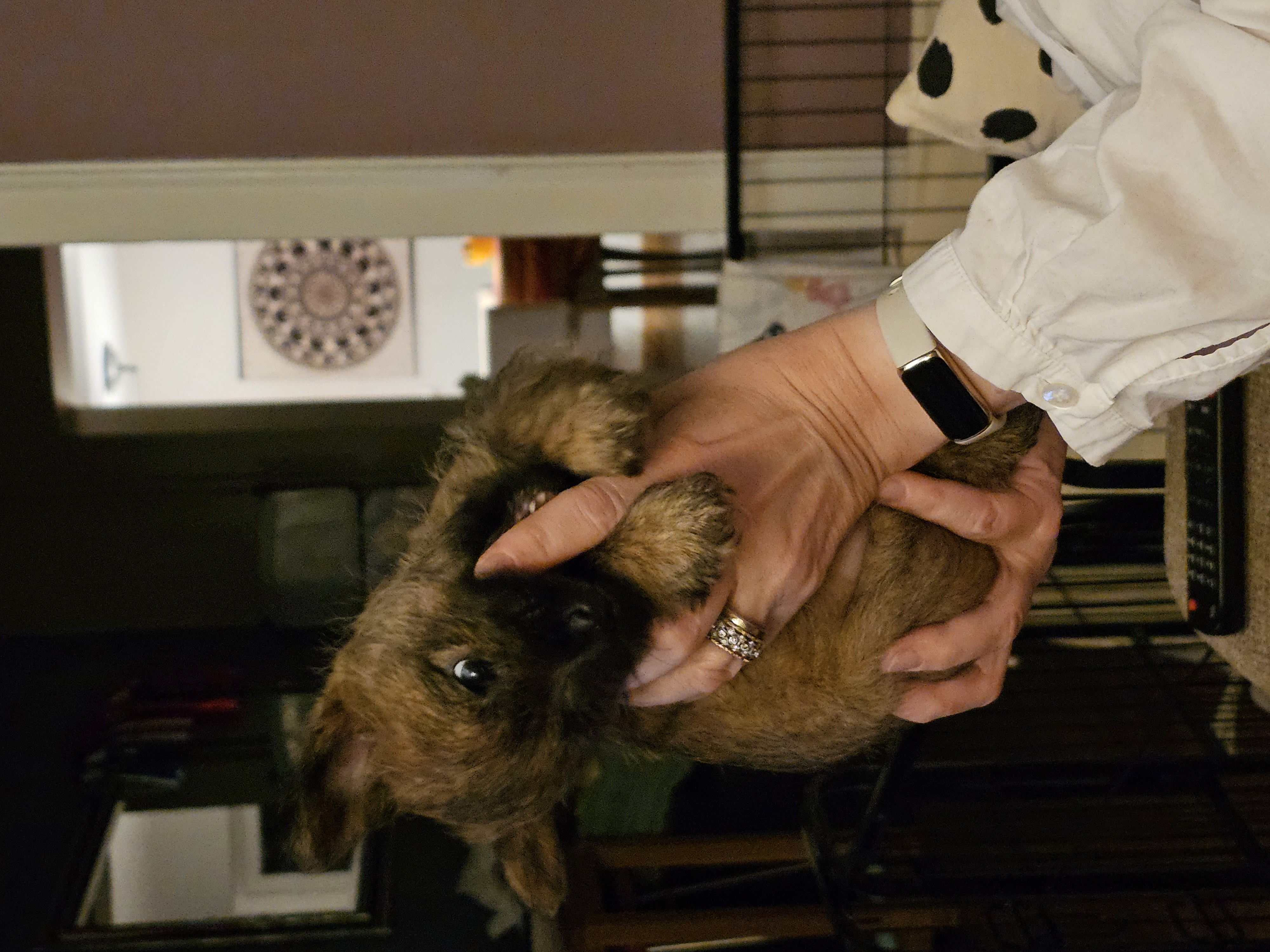 Vun Attilbrigga Cairn Terrier