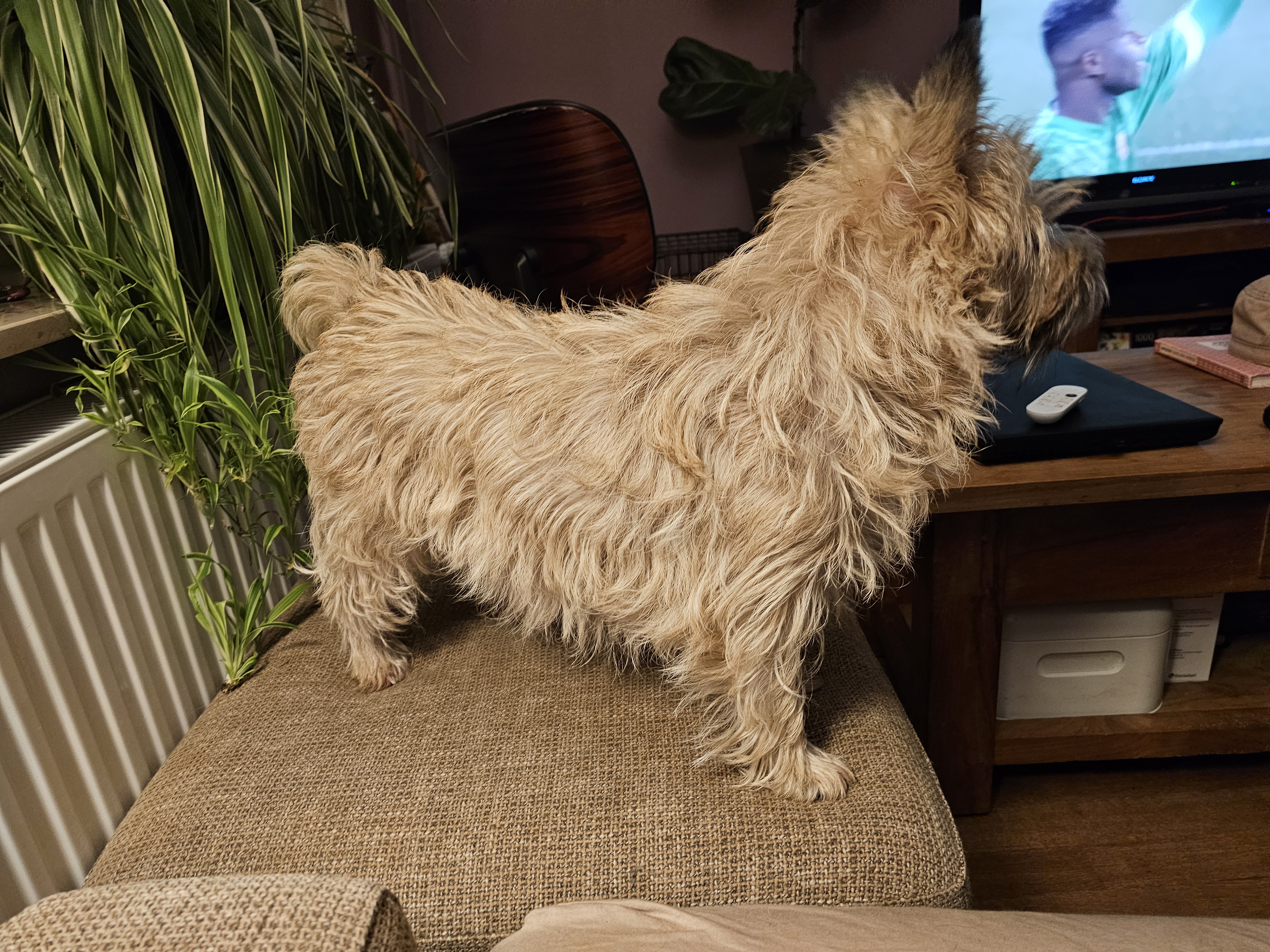 Vun Attilbrigga Cairn Terrier