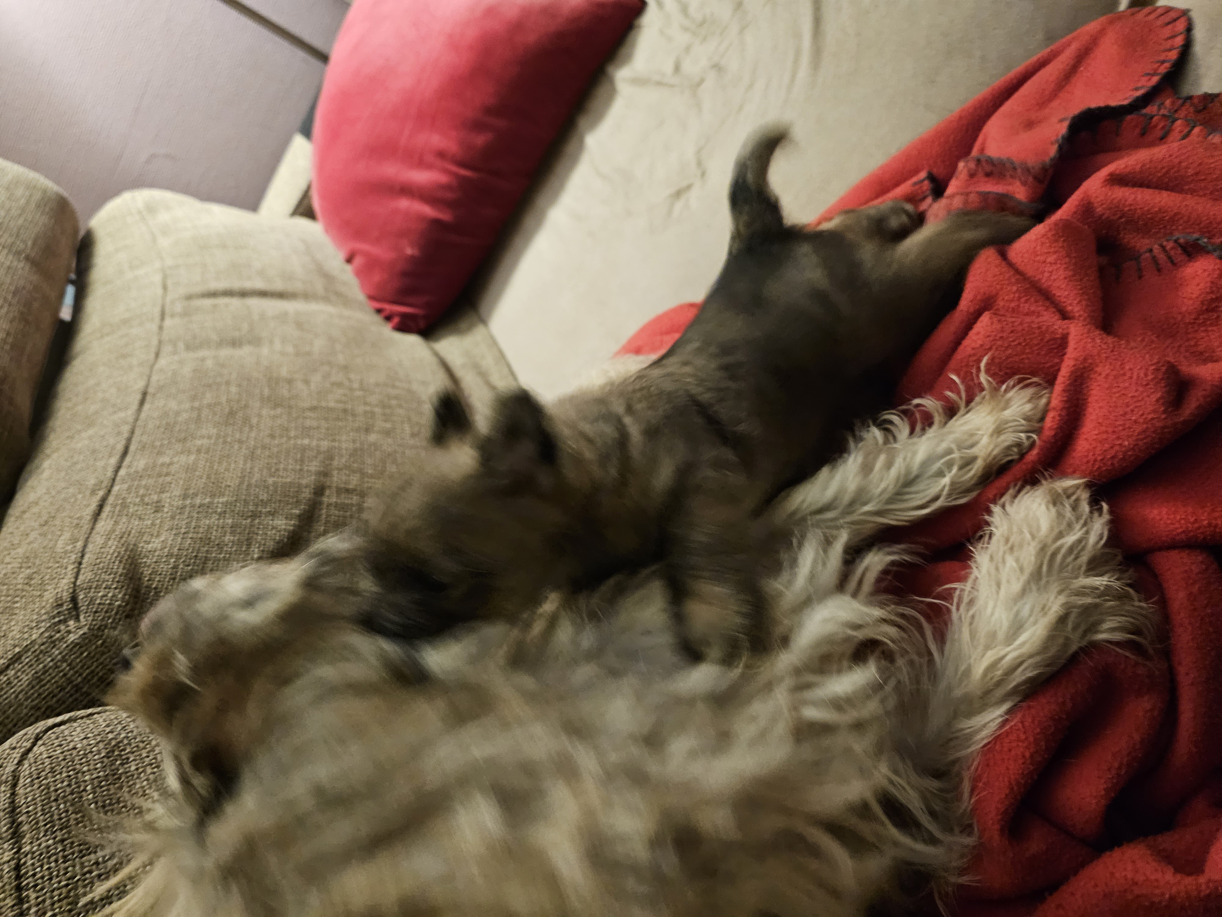 Vun Attilbrigga Cairn Terrier