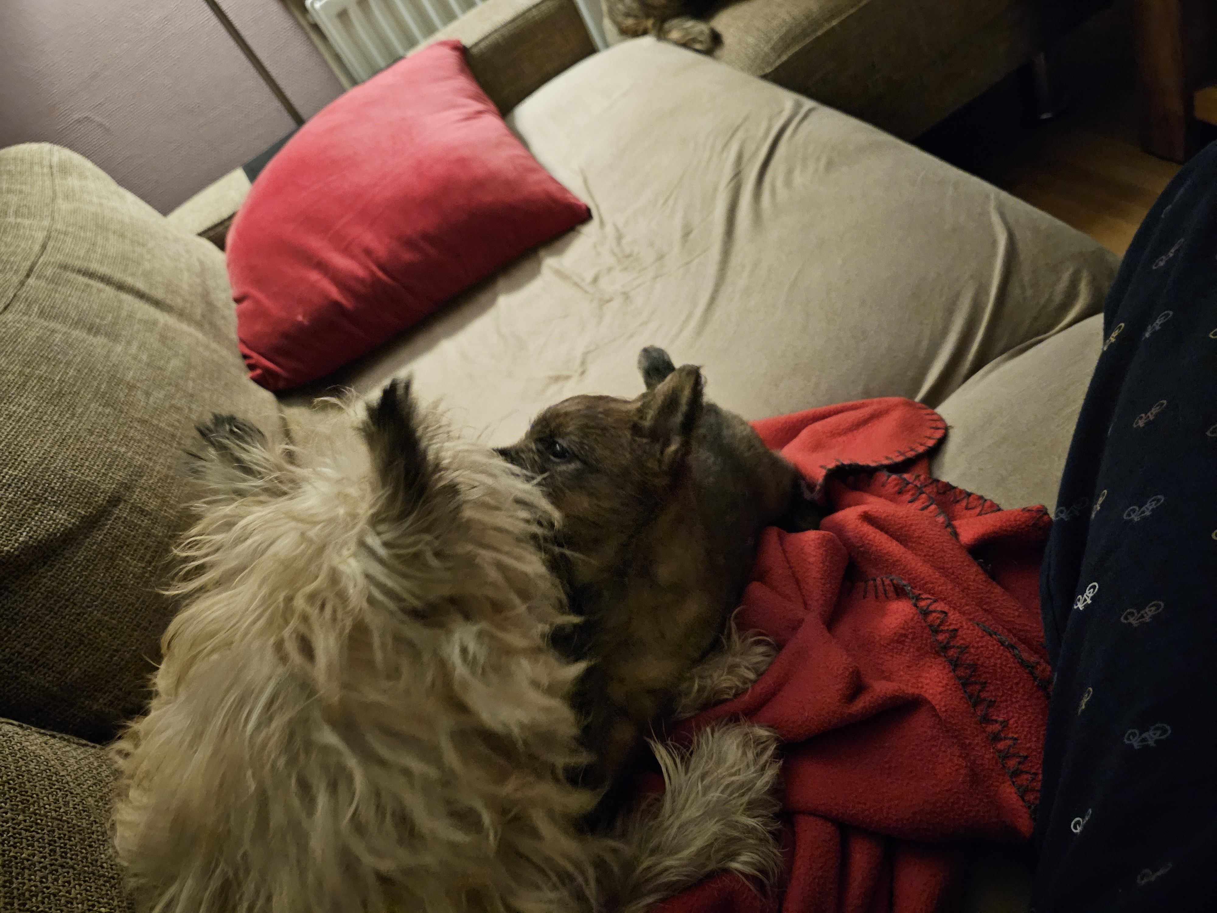 Vun Attilbrigga Cairn Terrier