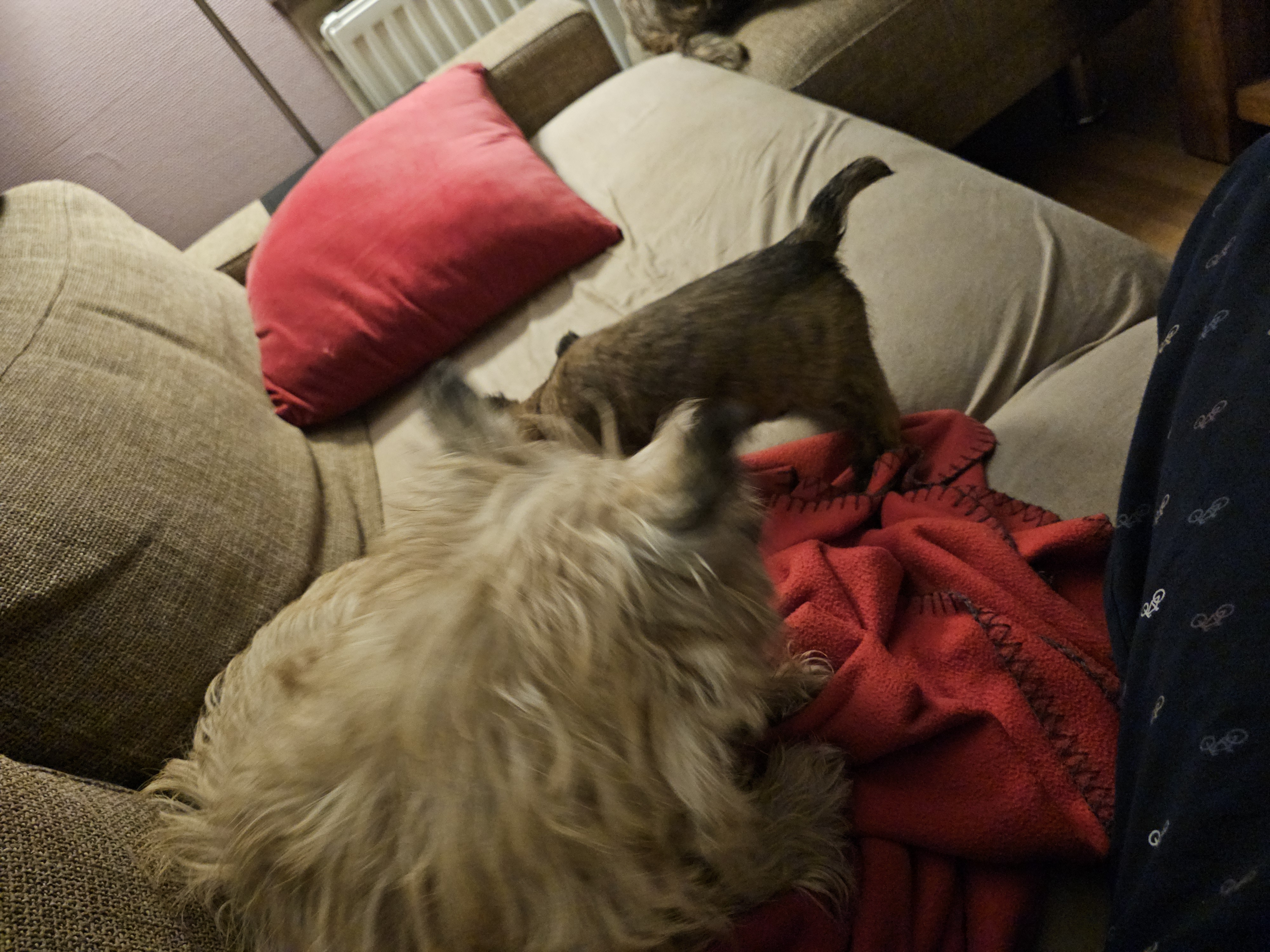 Vun Attilbrigga Cairn Terrier