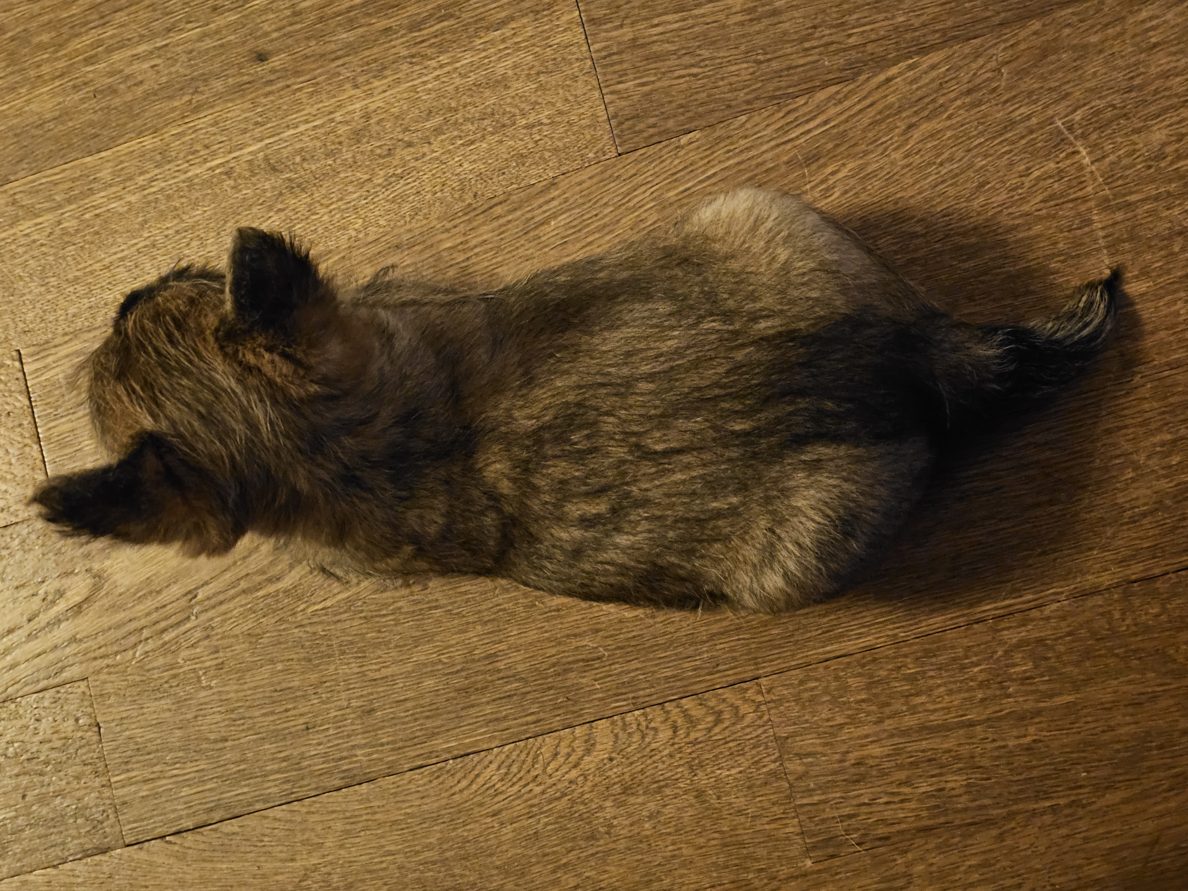 Vun Attilbrigga Cairn Terrier