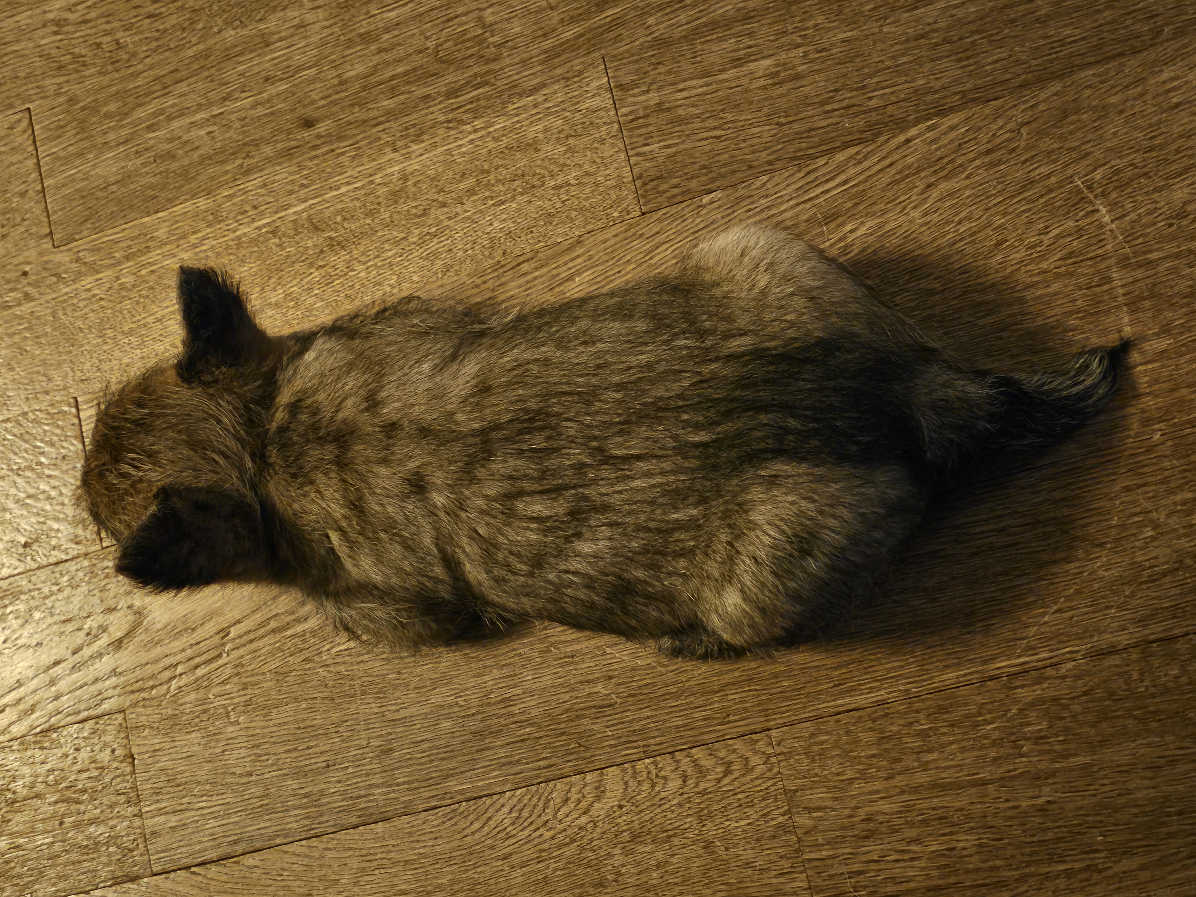 Vun Attilbrigga Cairn Terrier