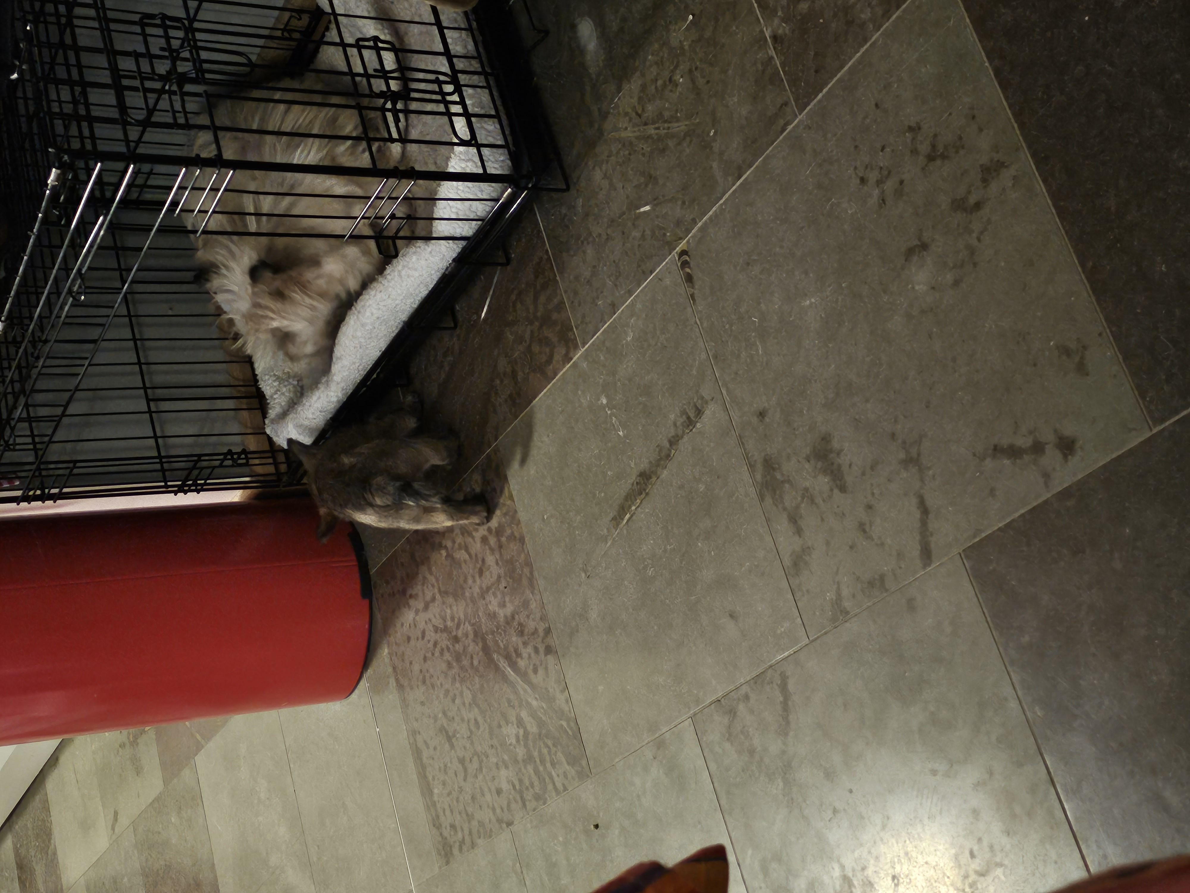 Vun Attilbrigga Cairn Terrier