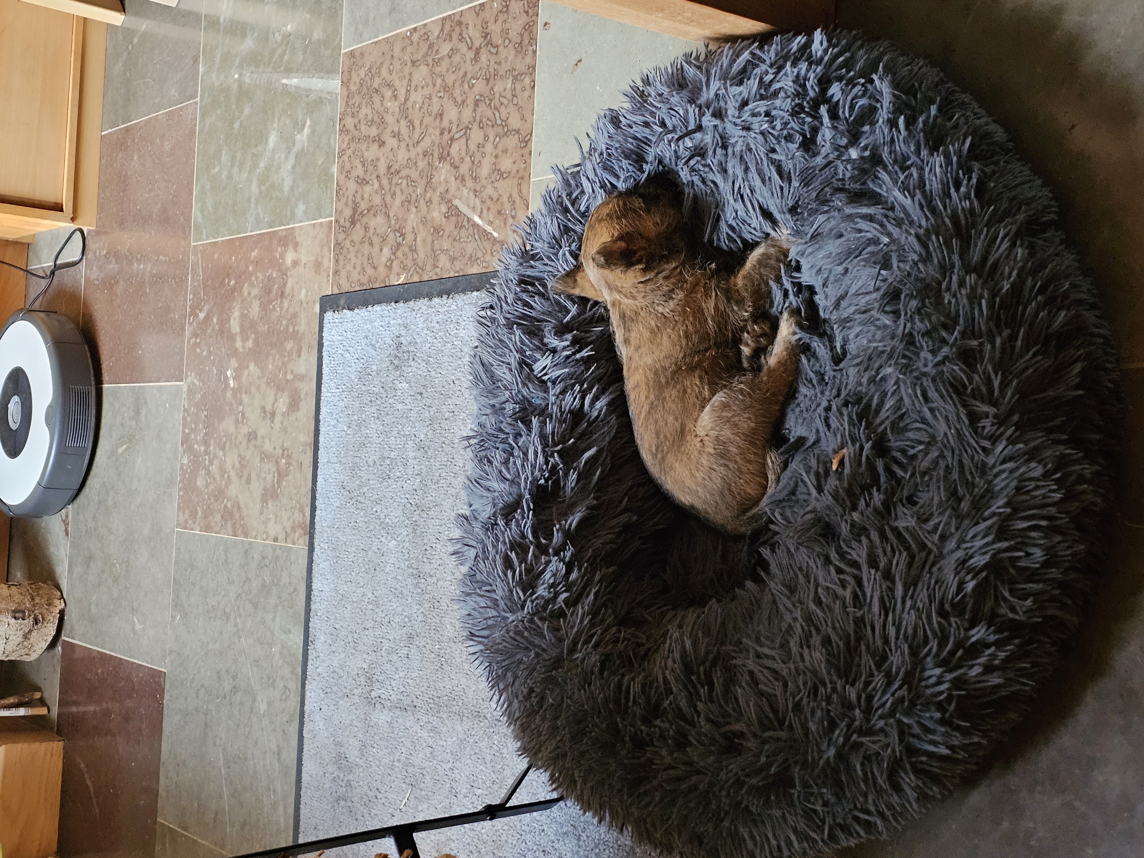Vun Attilbrigga Cairn Terrier
