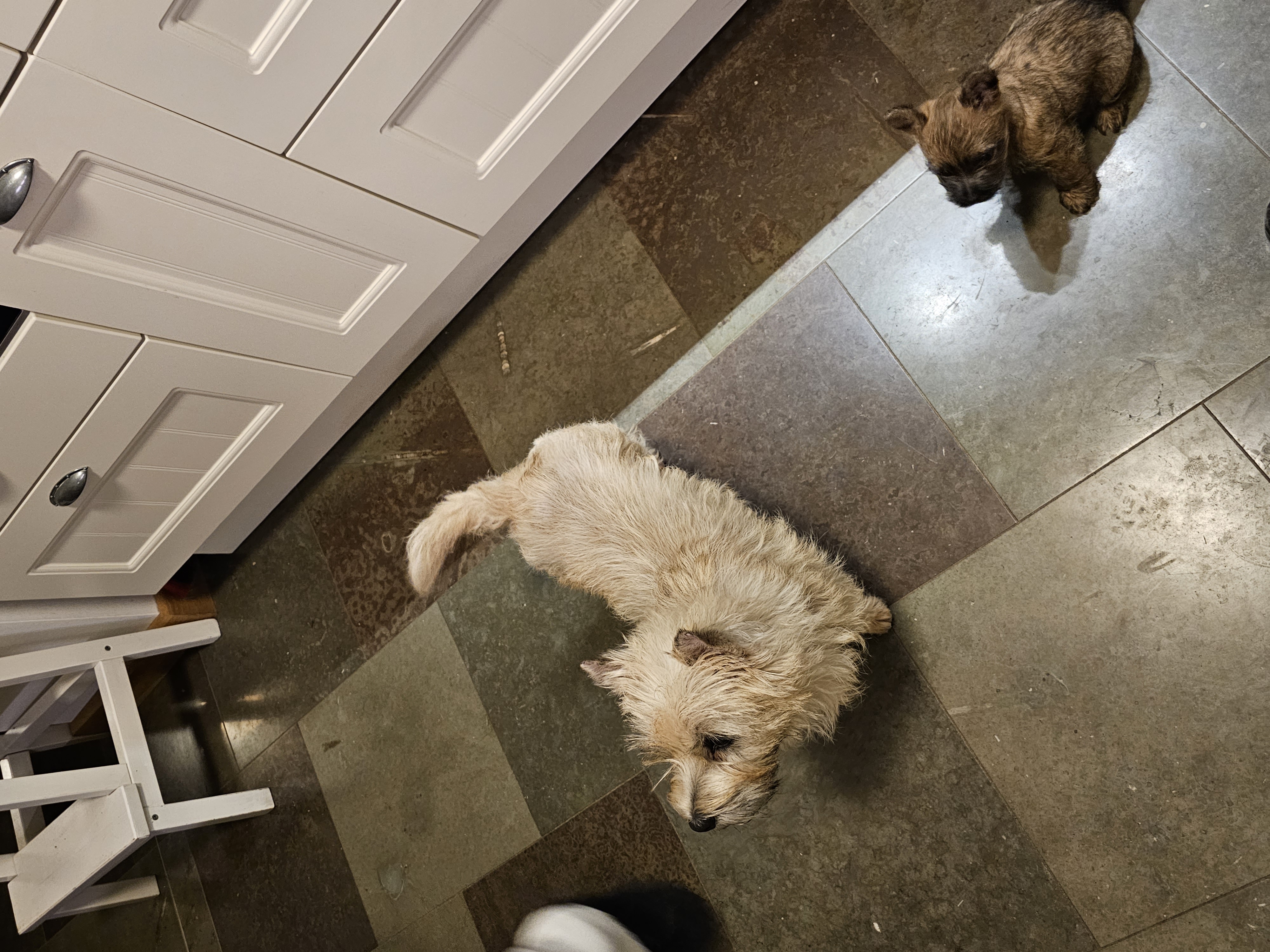 Vun Attilbrigga Cairn Terrier