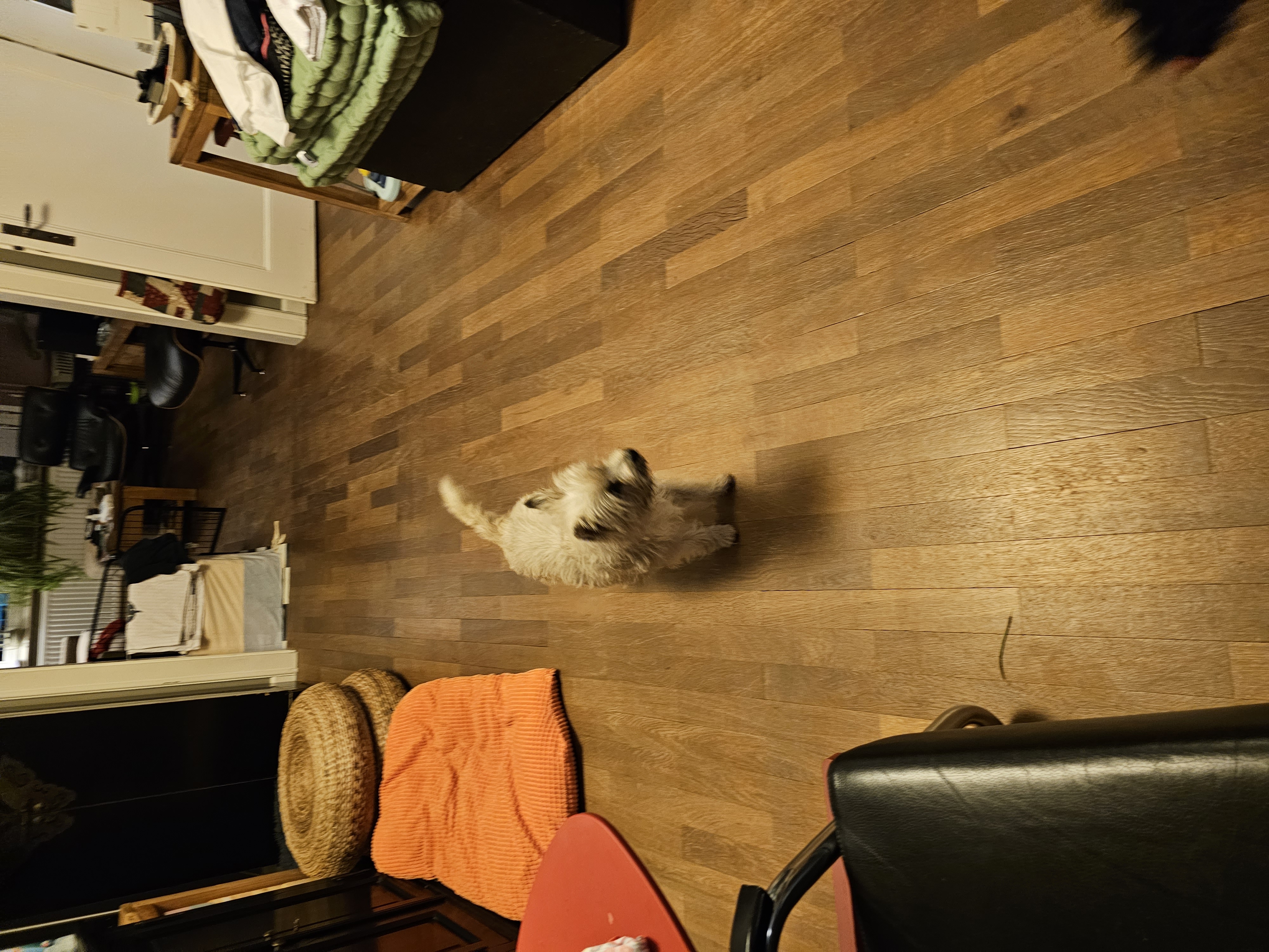 Vun Attilbrigga Cairn Terrier
