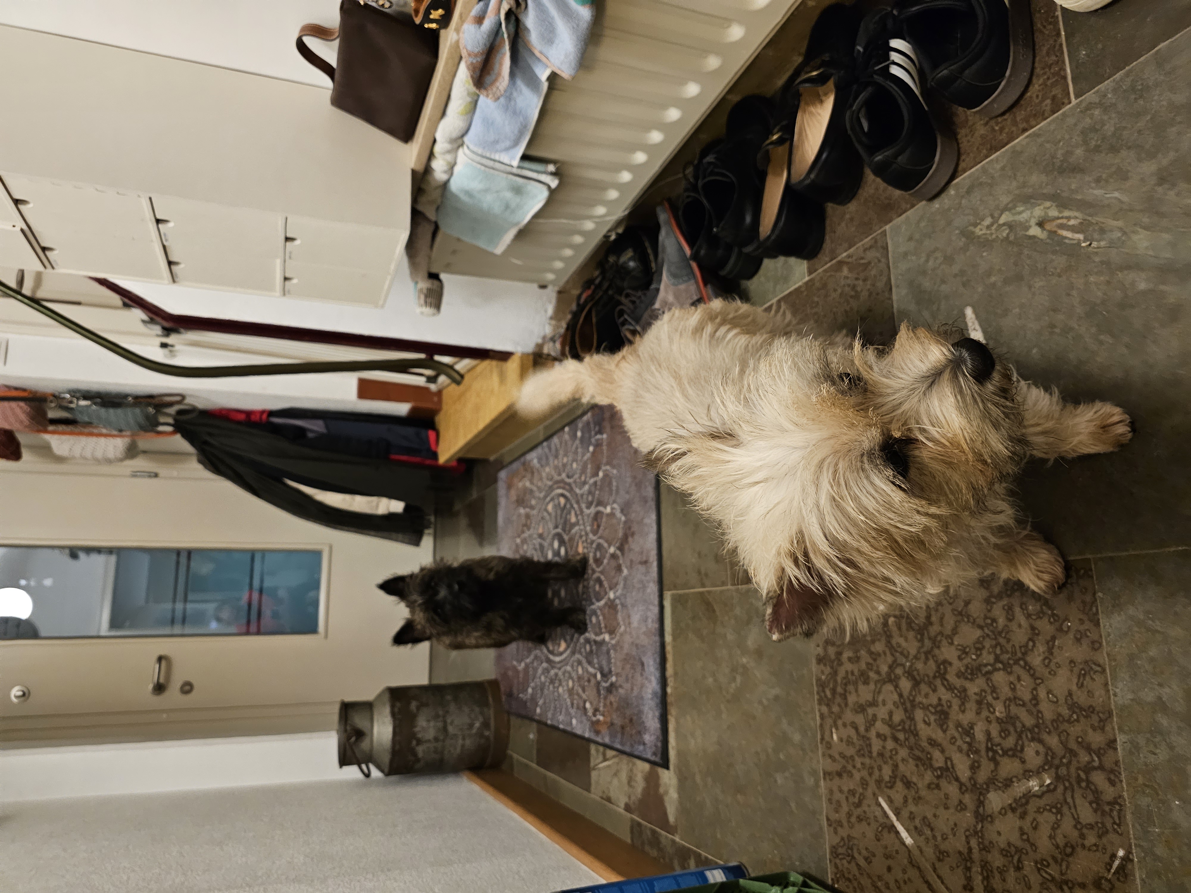 Vun Attilbrigga Cairn Terrier