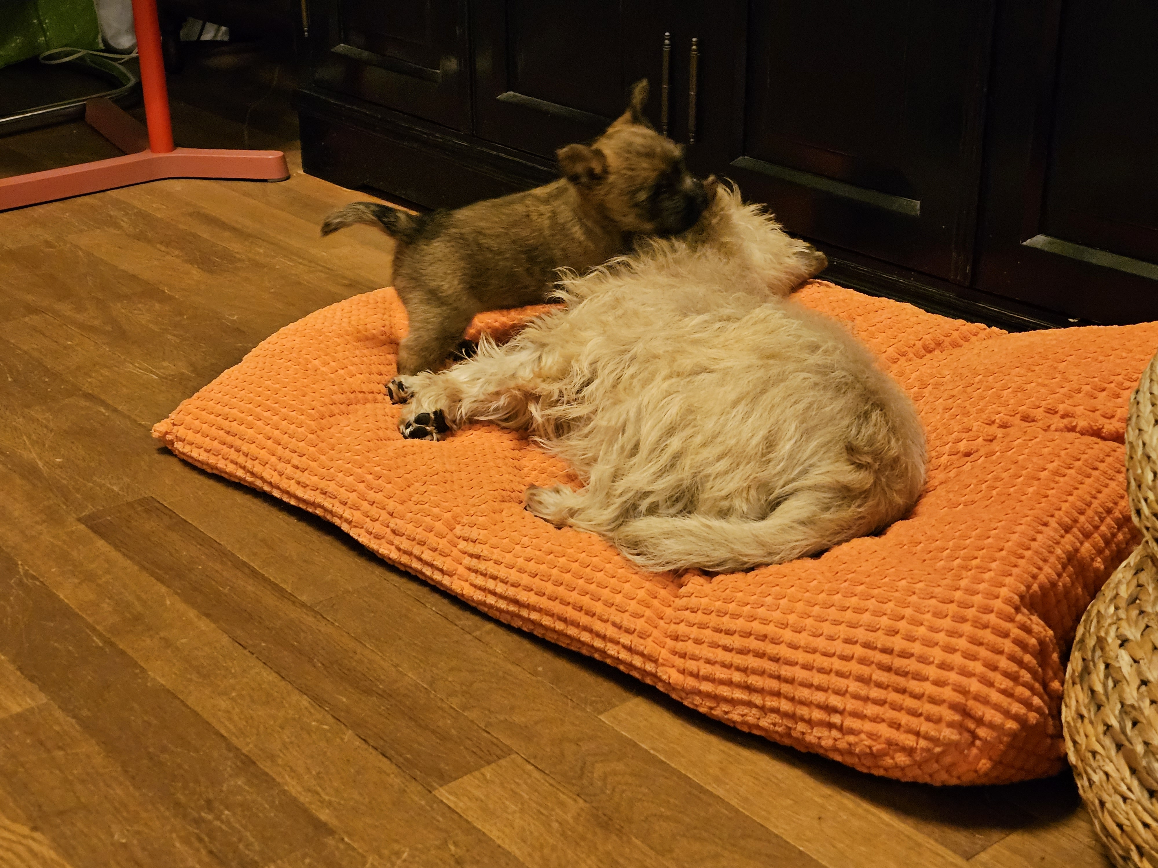 Vun Attilbrigga Cairn Terrier