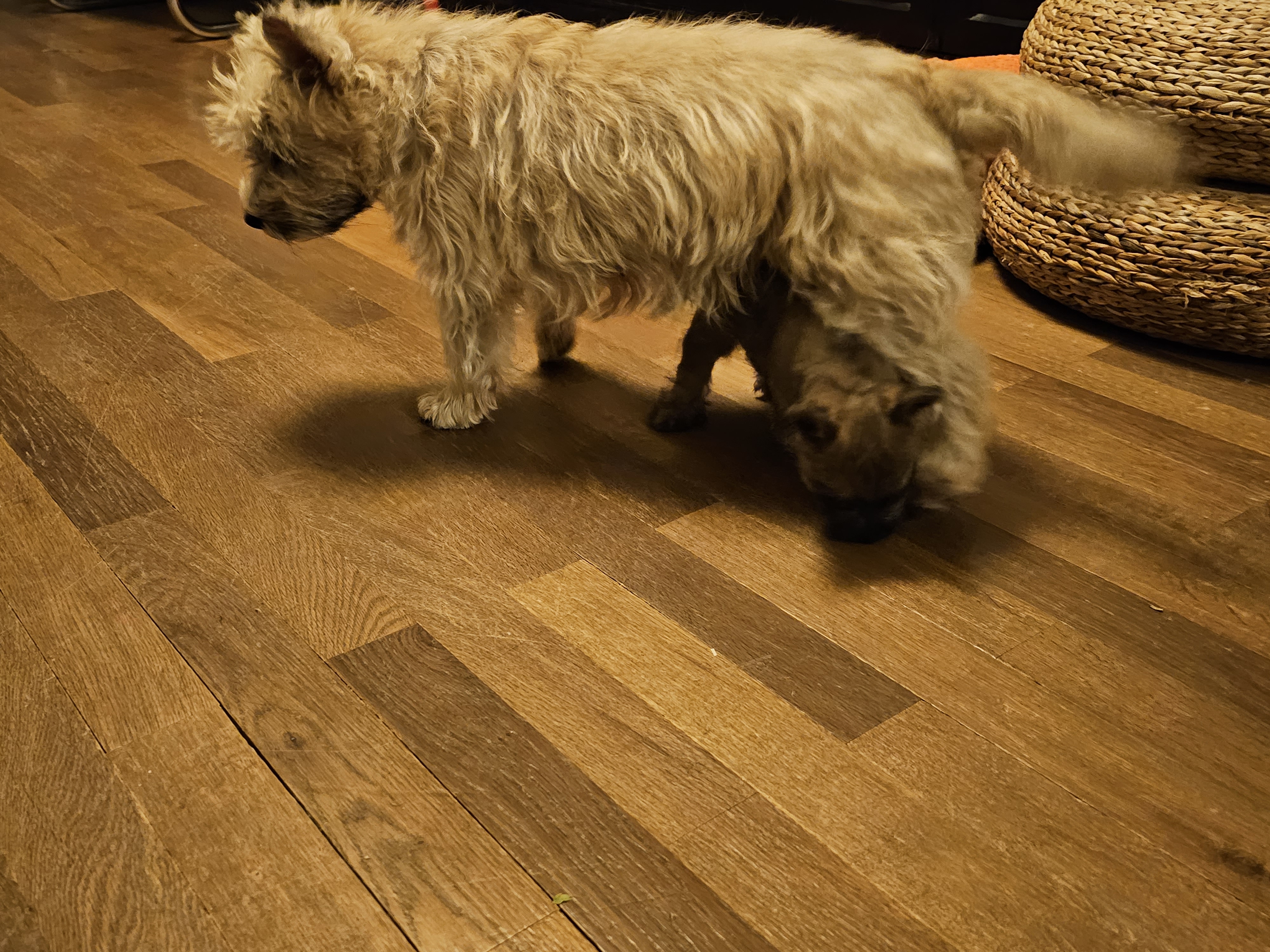 Vun Attilbrigga Cairn Terrier