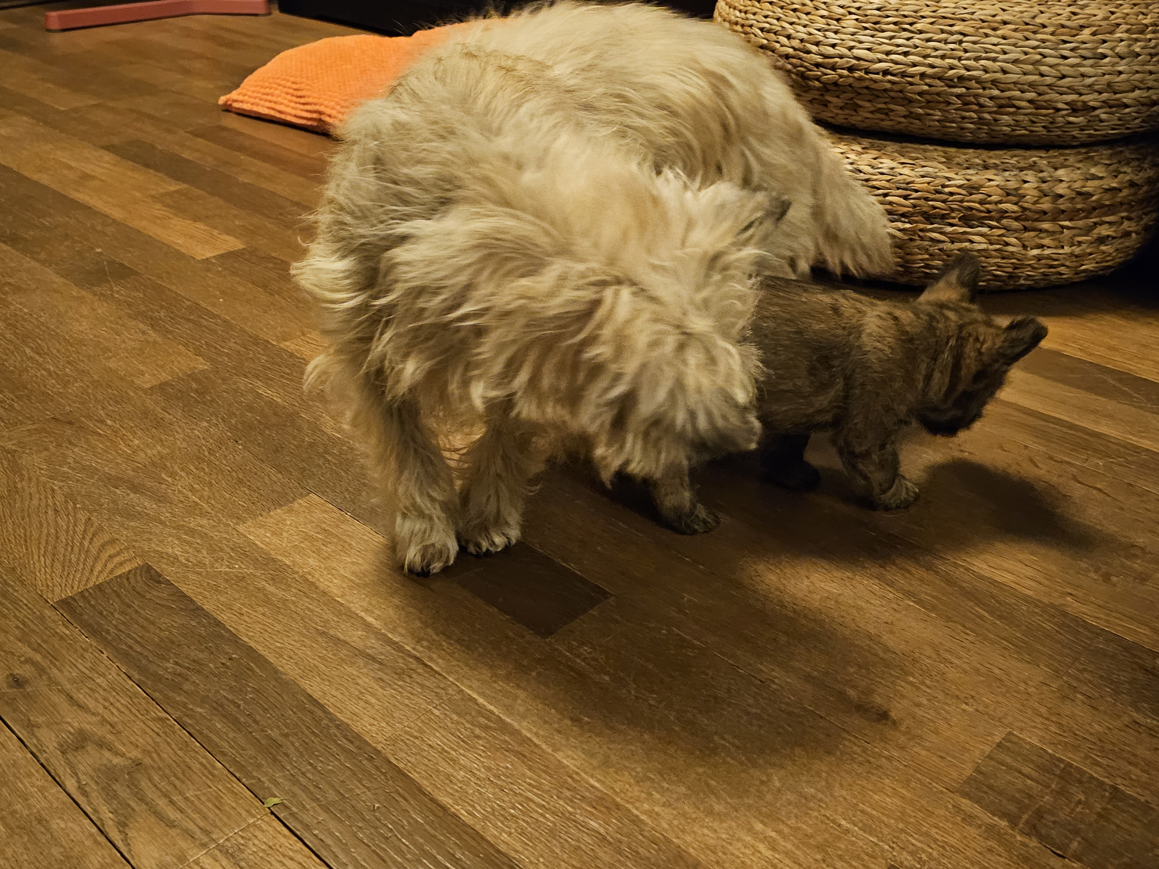 Vun Attilbrigga Cairn Terrier