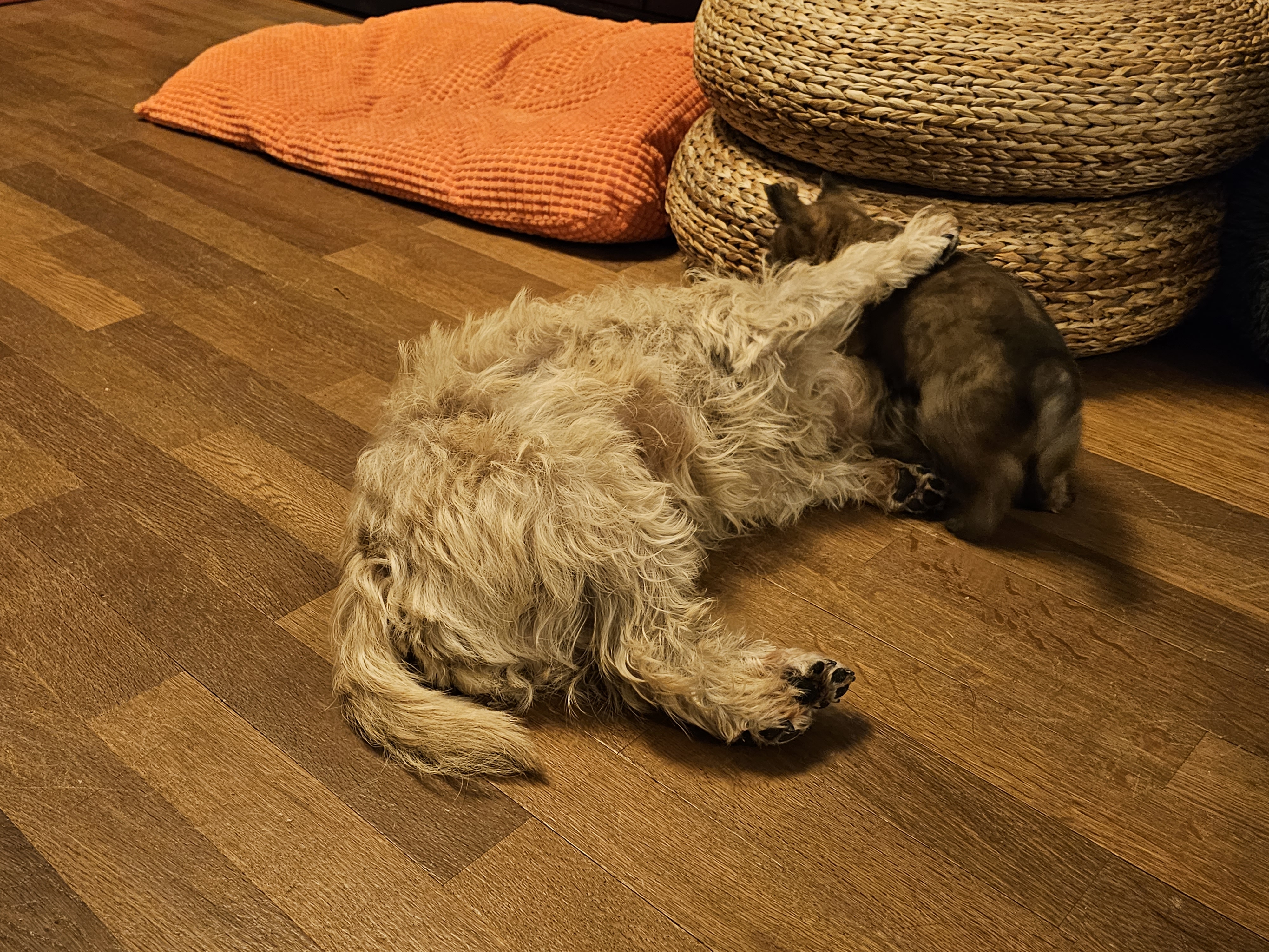 Vun Attilbrigga Cairn Terrier
