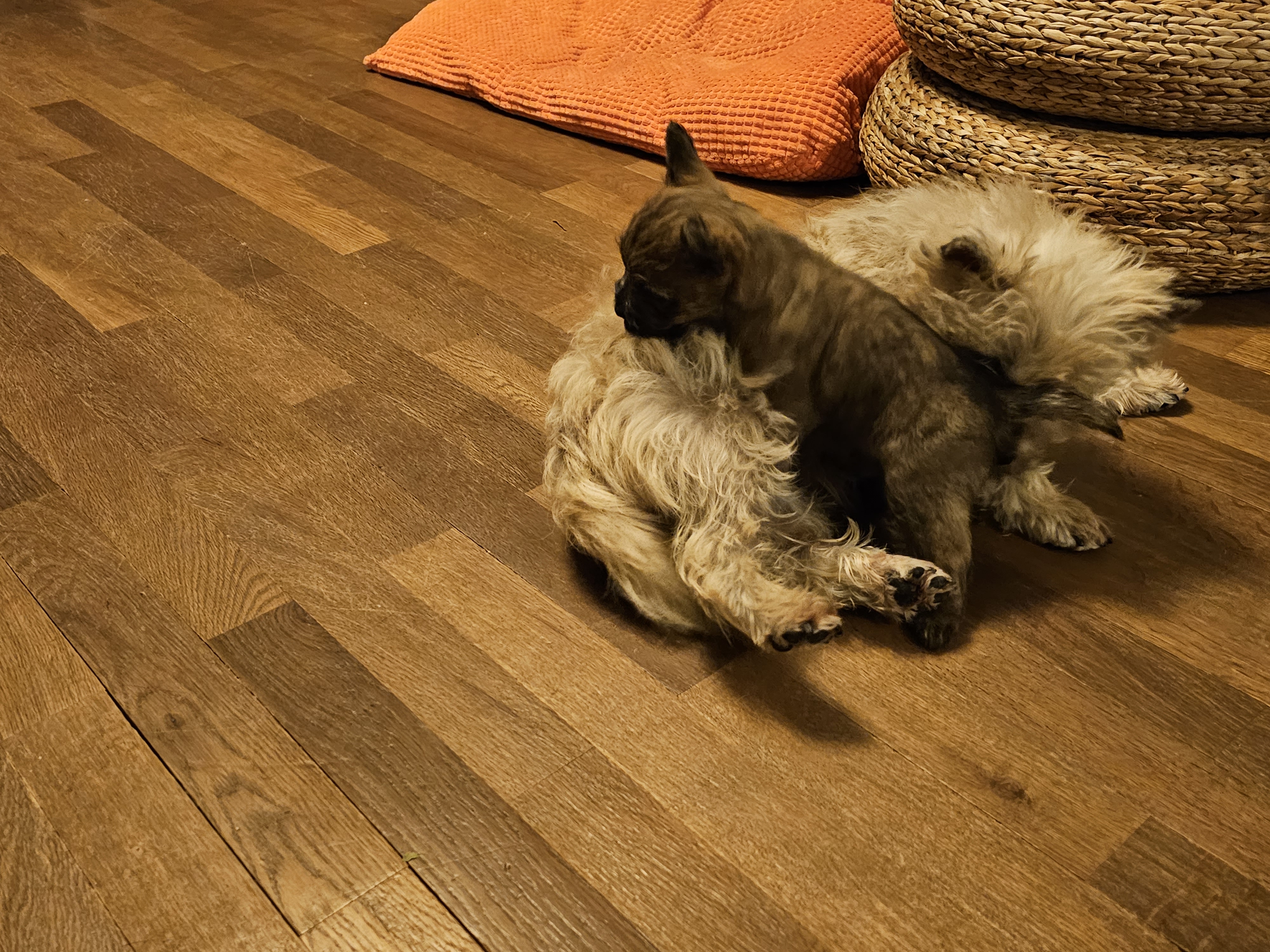 Vun Attilbrigga Cairn Terrier