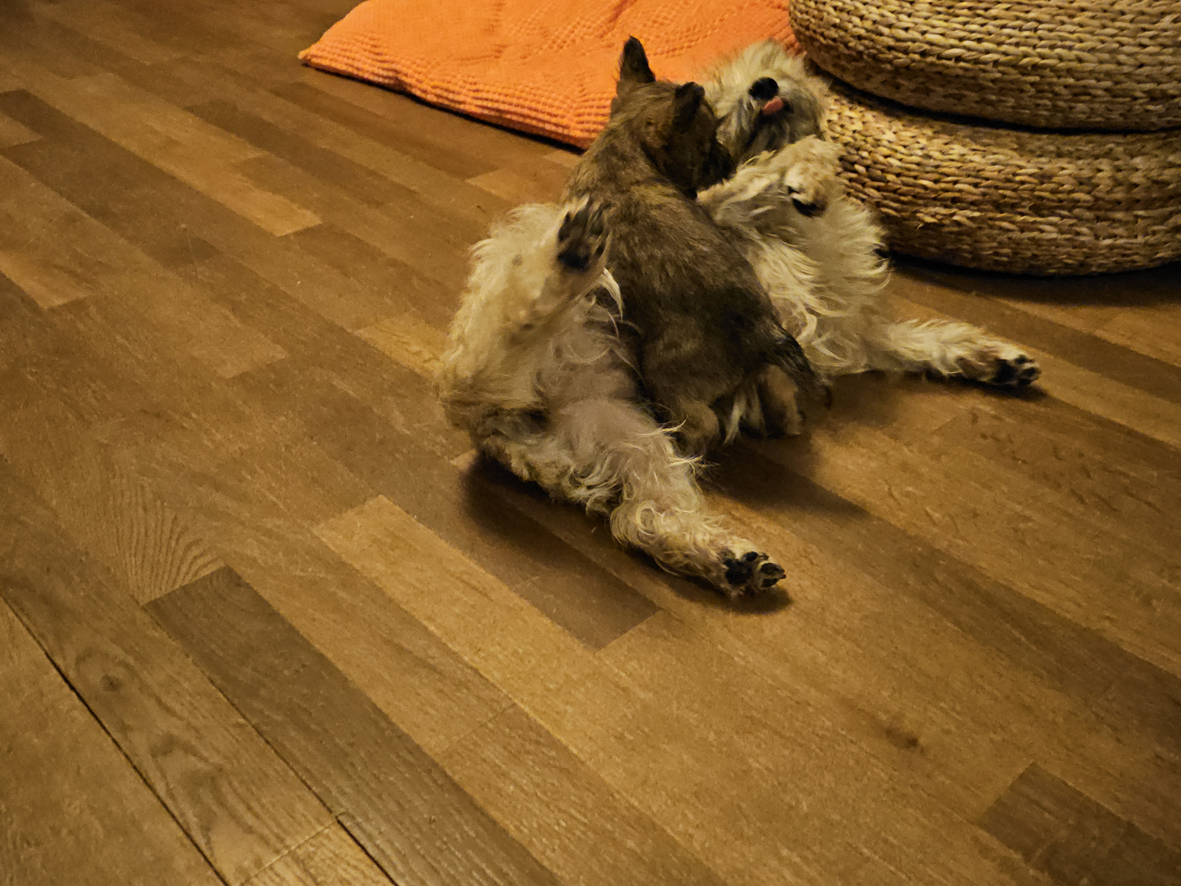 Vun Attilbrigga Cairn Terrier