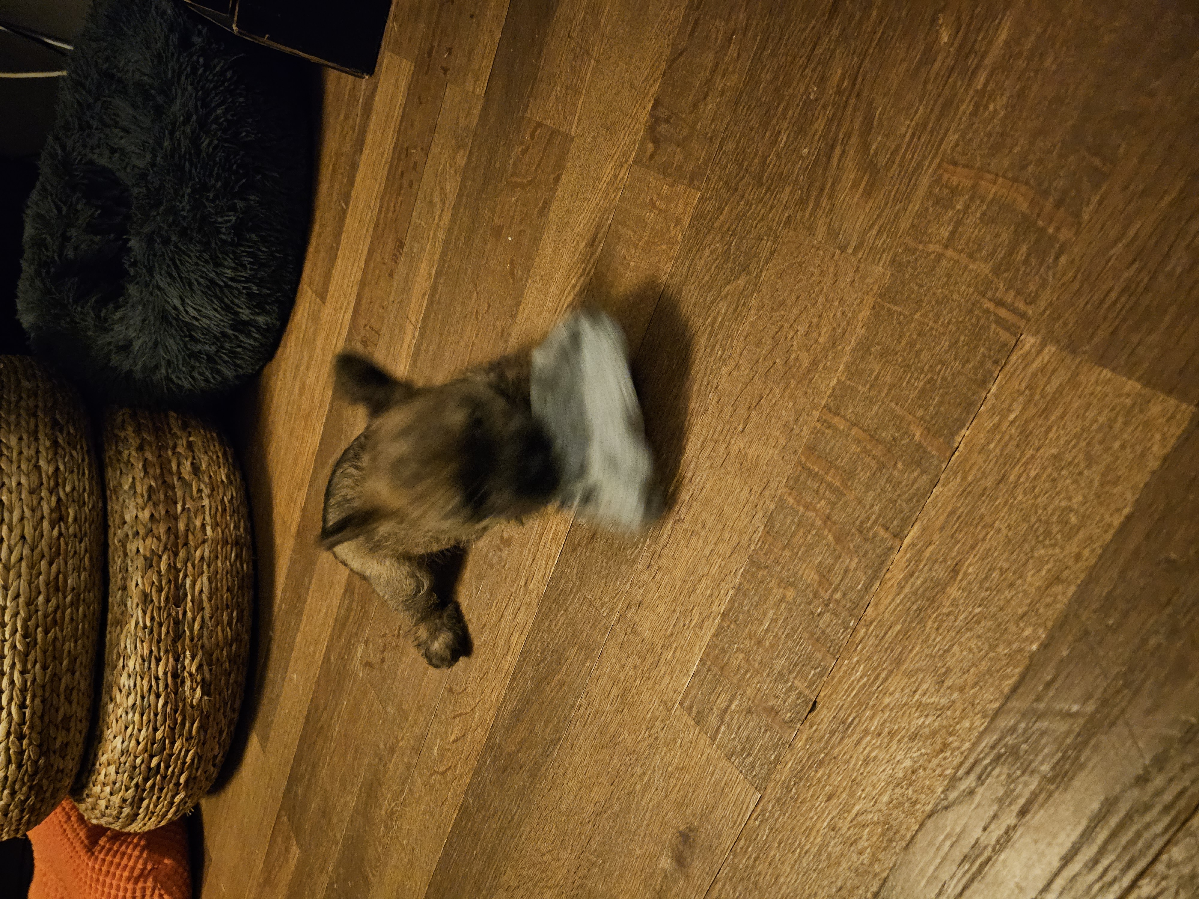 Vun Attilbrigga Cairn Terrier