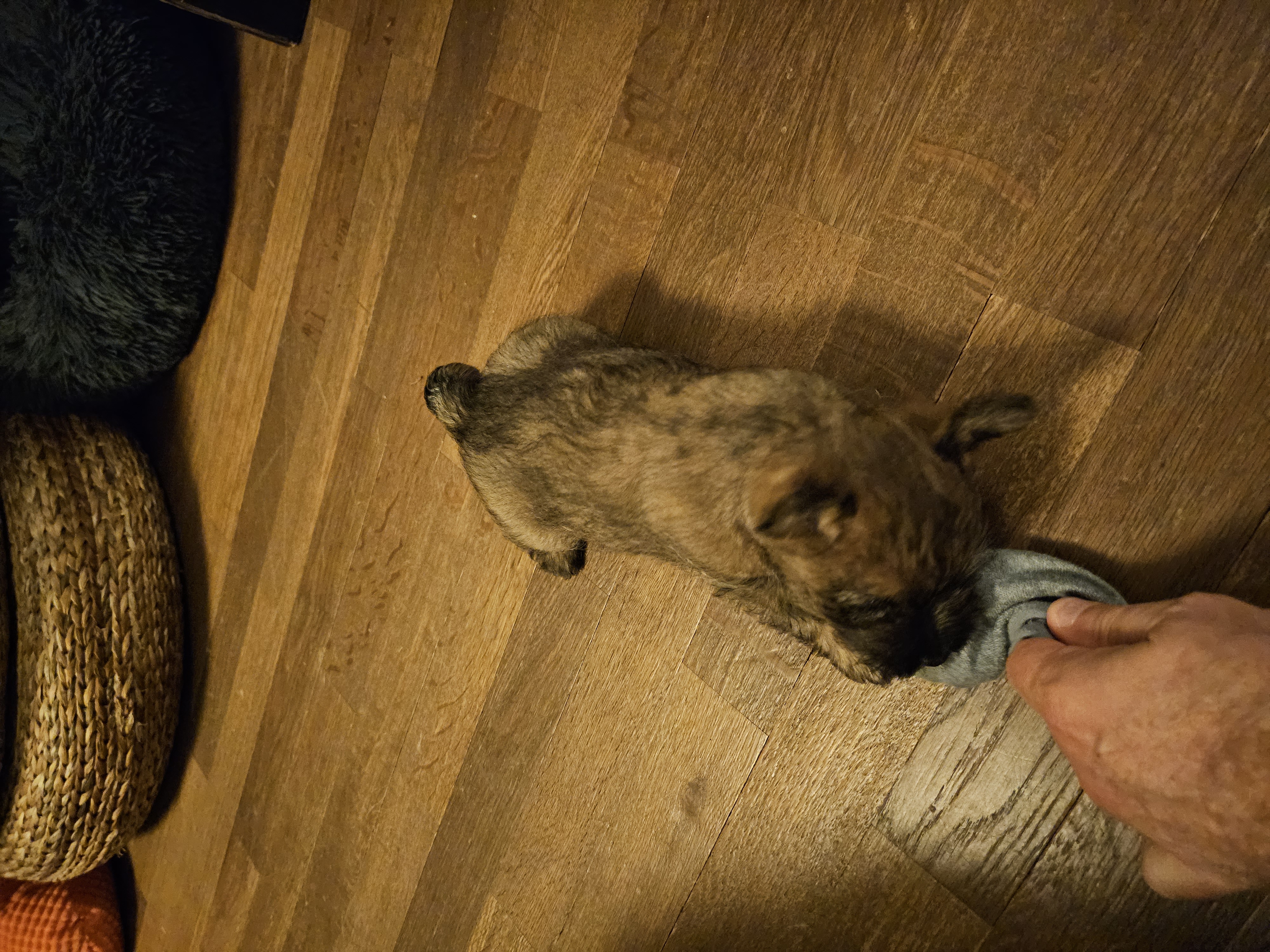 Vun Attilbrigga Cairn Terrier