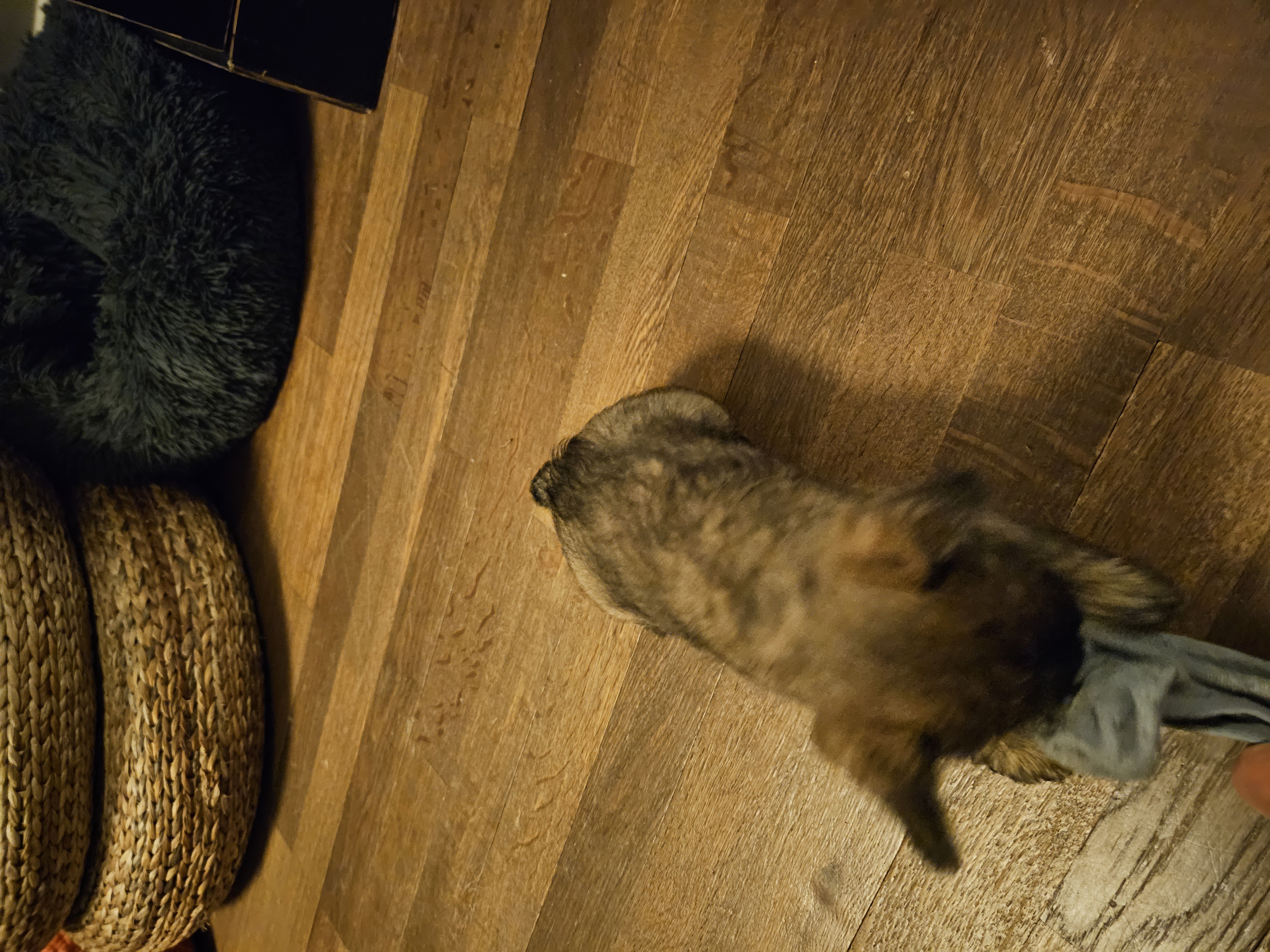 Vun Attilbrigga Cairn Terrier