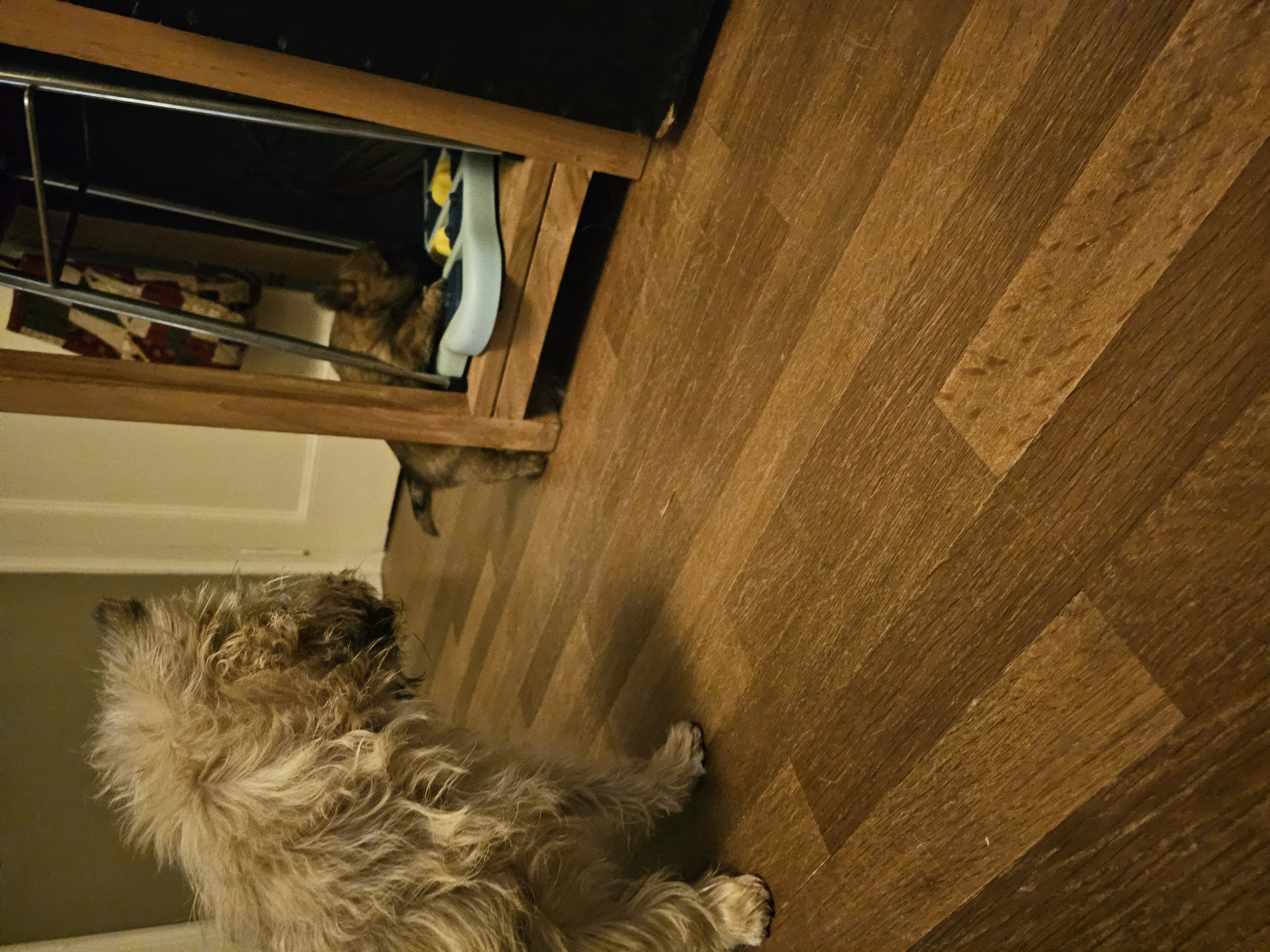 Vun Attilbrigga Cairn Terrier