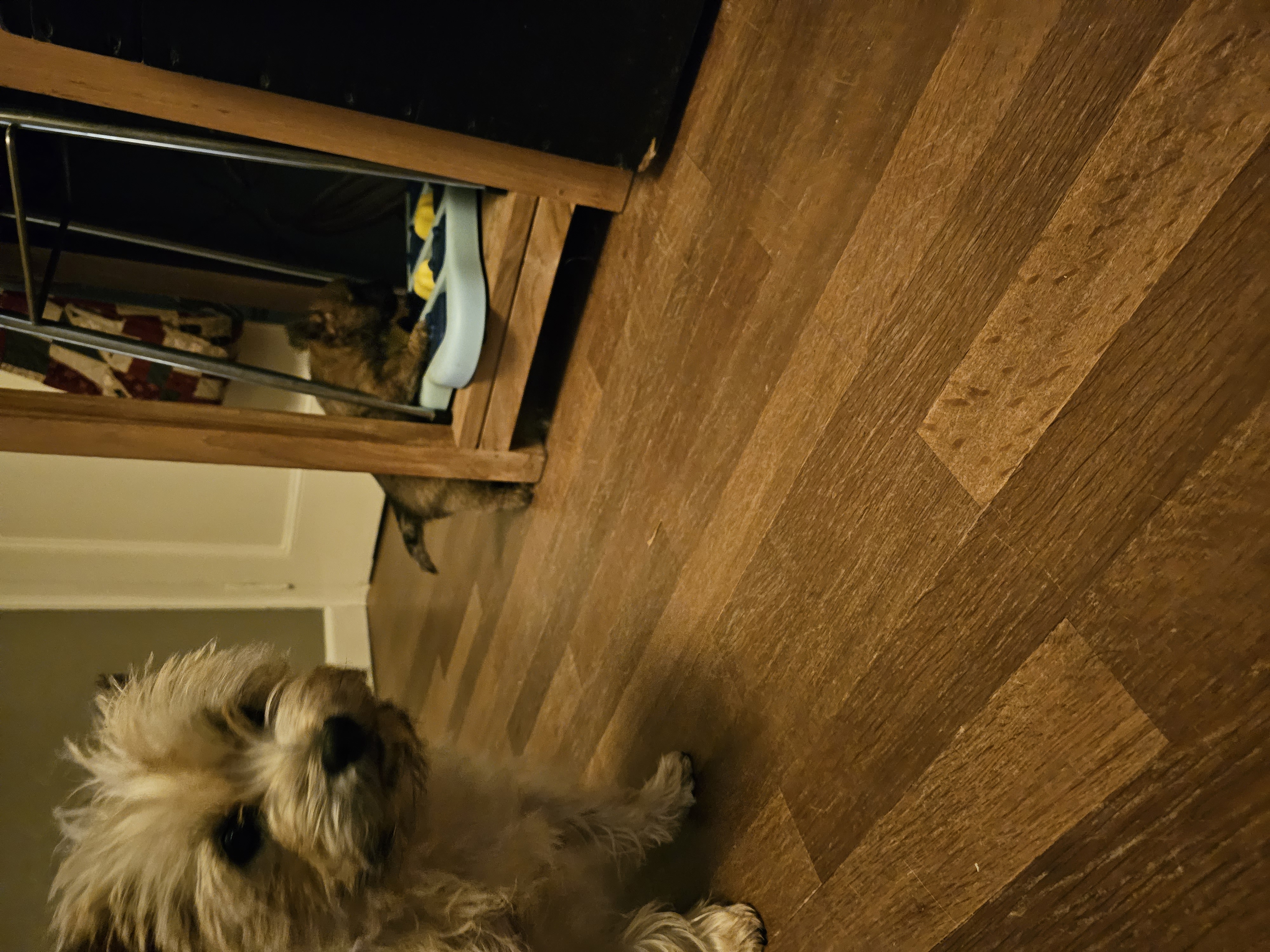 Vun Attilbrigga Cairn Terrier